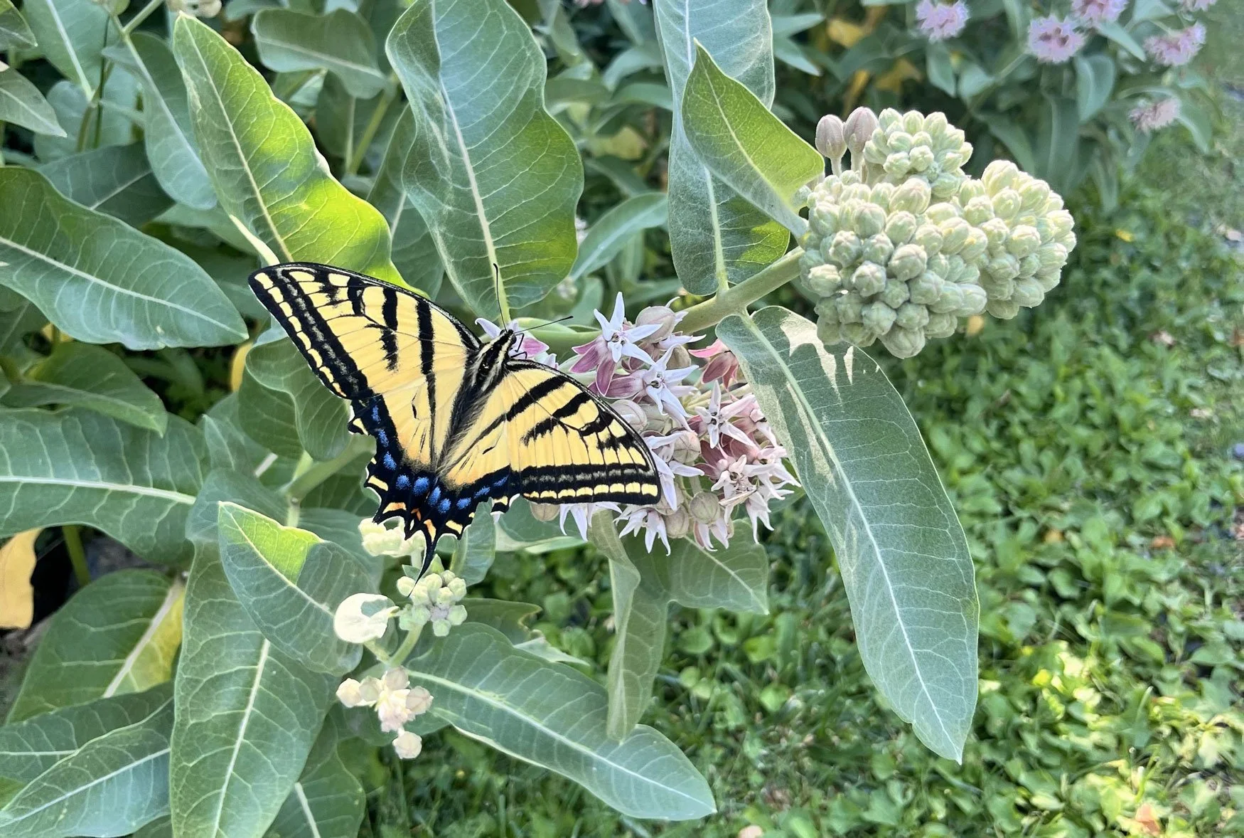 A yellow and black tiger swallowtail butterfly on pale pink and white flowers among green leaves.