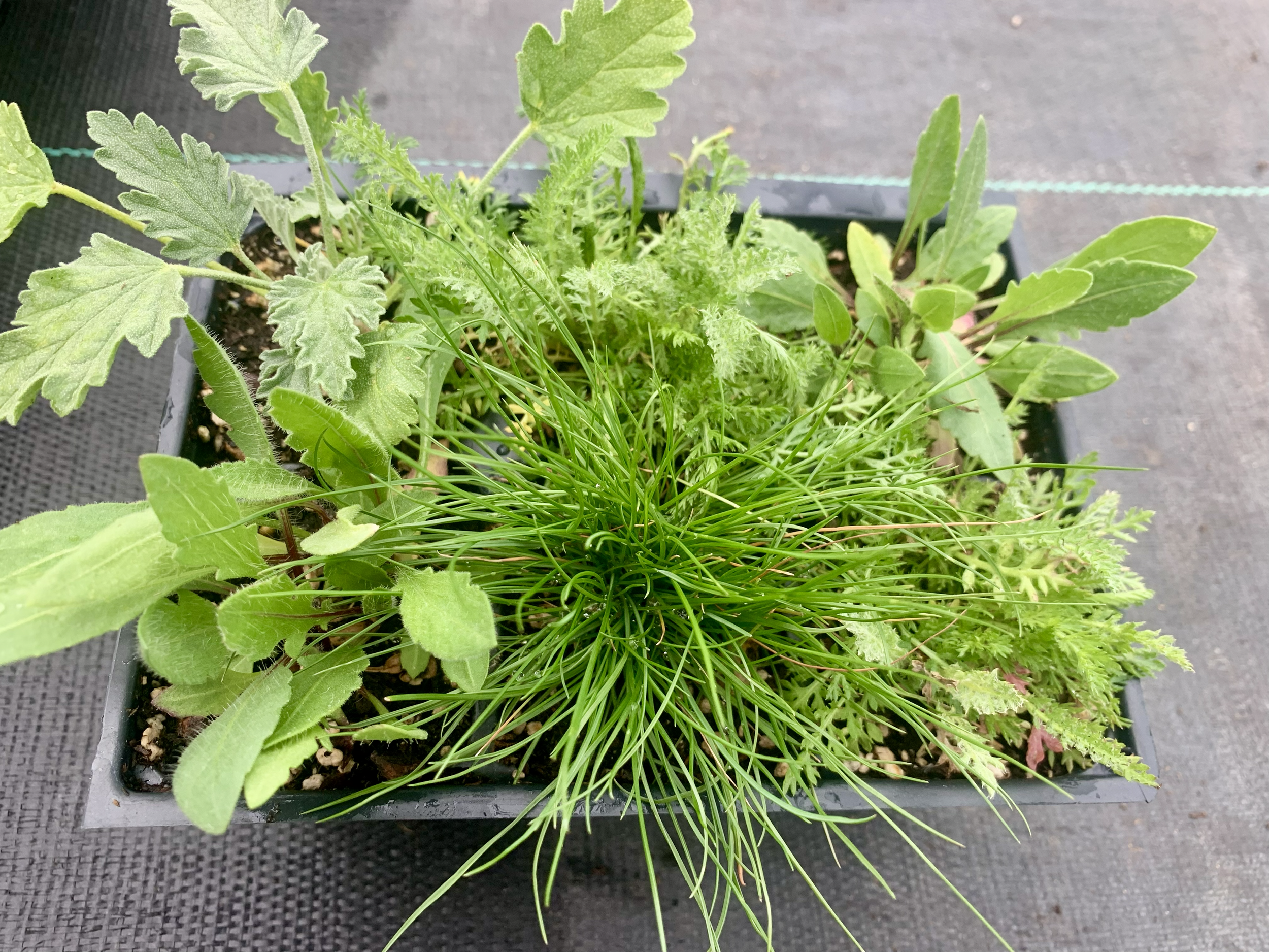 A series of 6 plants for dryland conditions