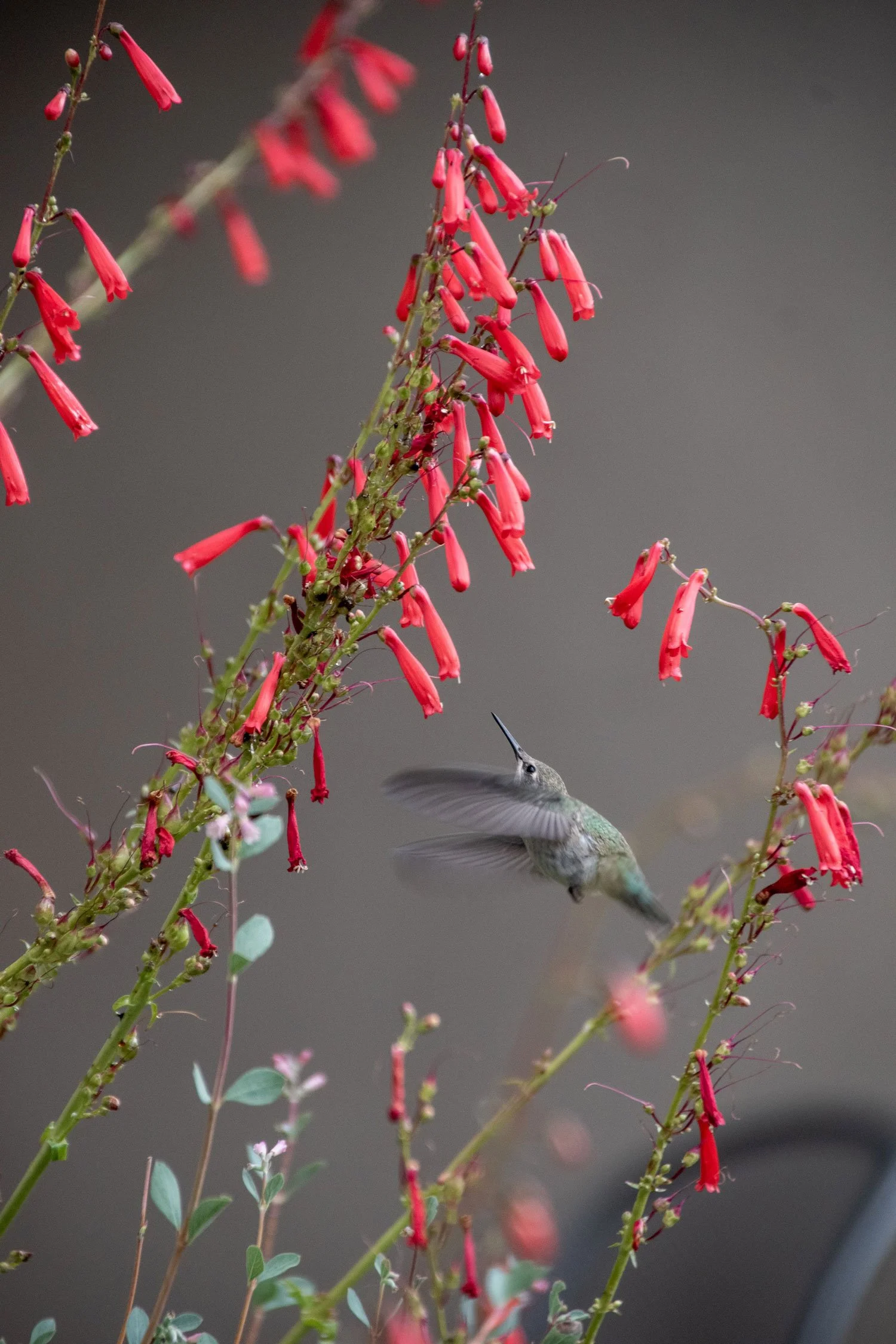 A hummingbird flying near pink tubular flowers on plant stems against a blurred background.