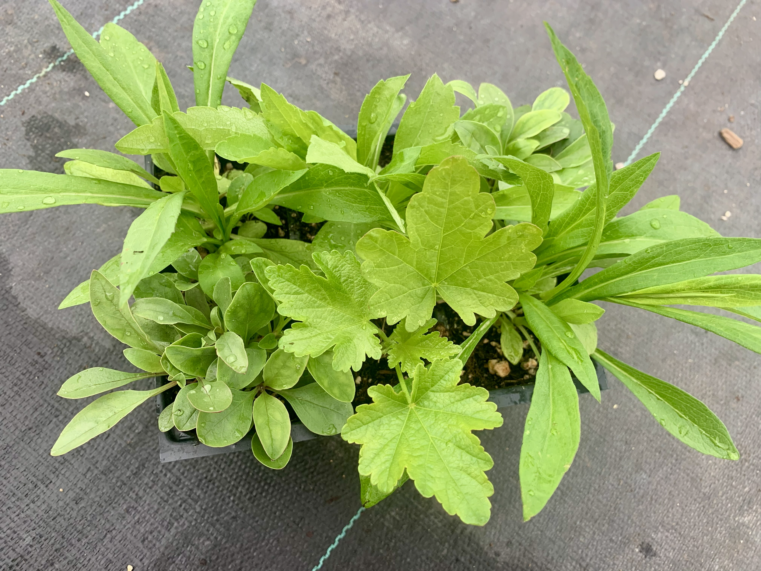 A series of six plants for wetter conditions