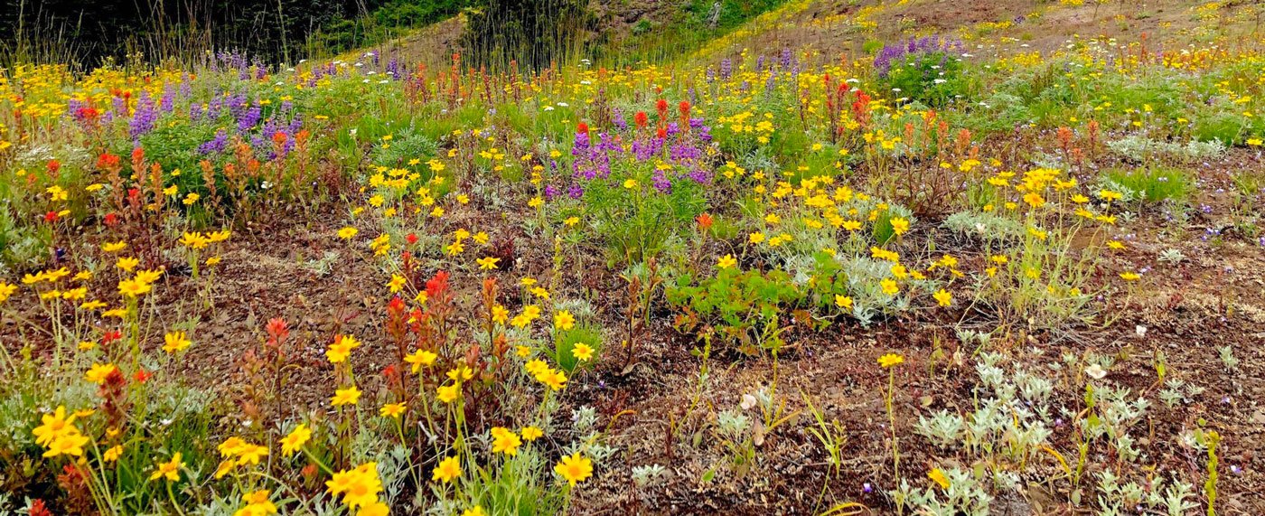 Colorful wildflowers growing in a field with a forested hillside in the background.
