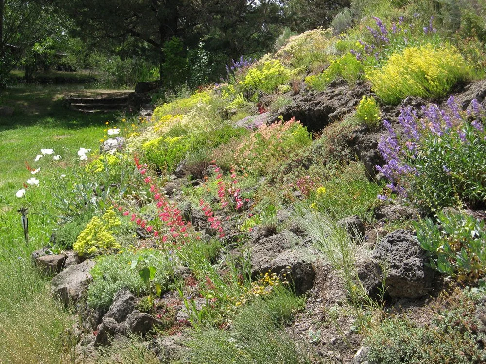 Colorful hillside garden with rocks, various flowering plants, and trees in the background.