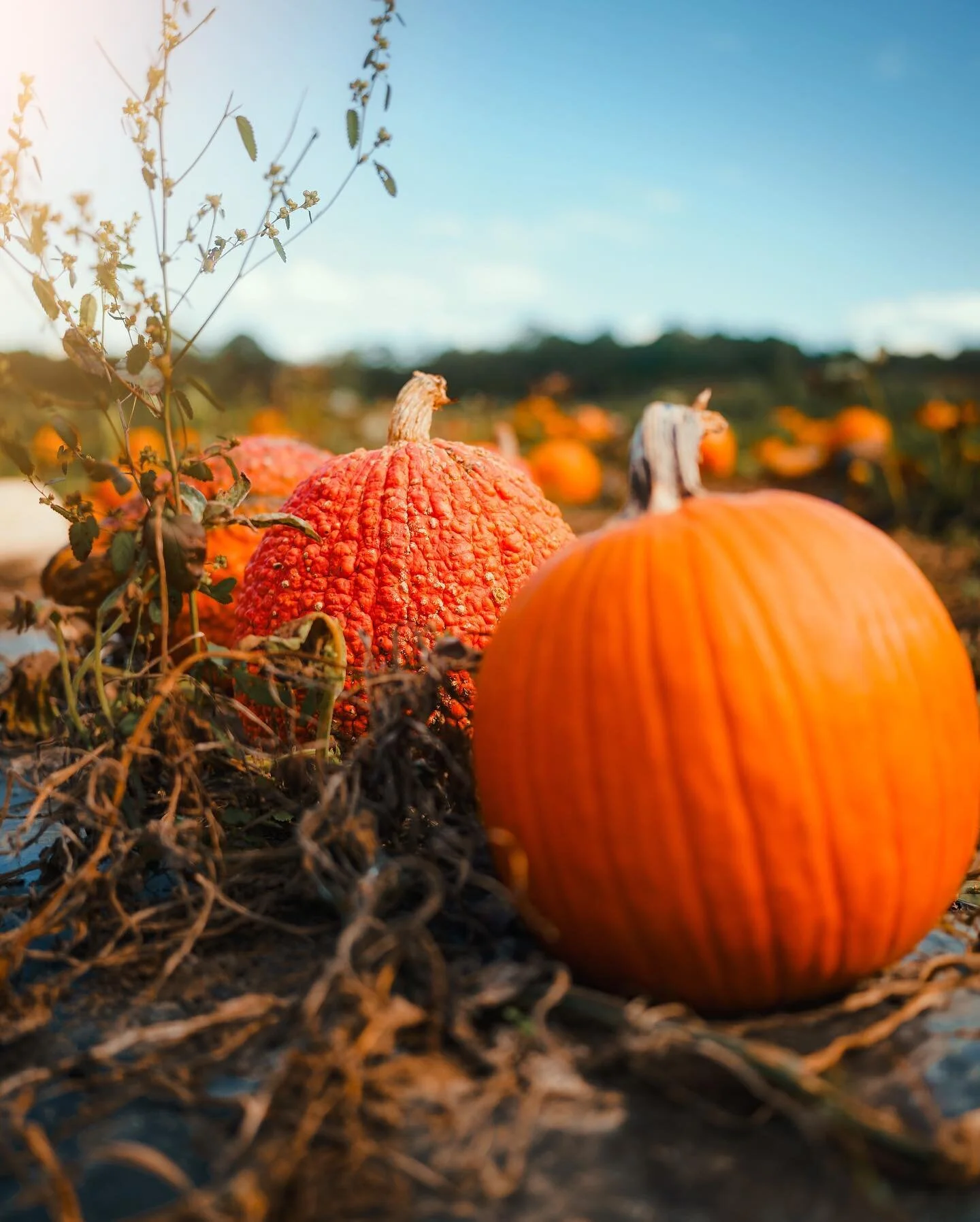 Can we all agree October is the best month? 🎃 
&bull;
&bull;
&bull;
&bull;

#photography #photooftheday #love #instagood #instagram #photo #nature #picoftheday #like #photographer #beautiful #follow #art #fashion #travel #bhfyp #photoshoot #likeforl