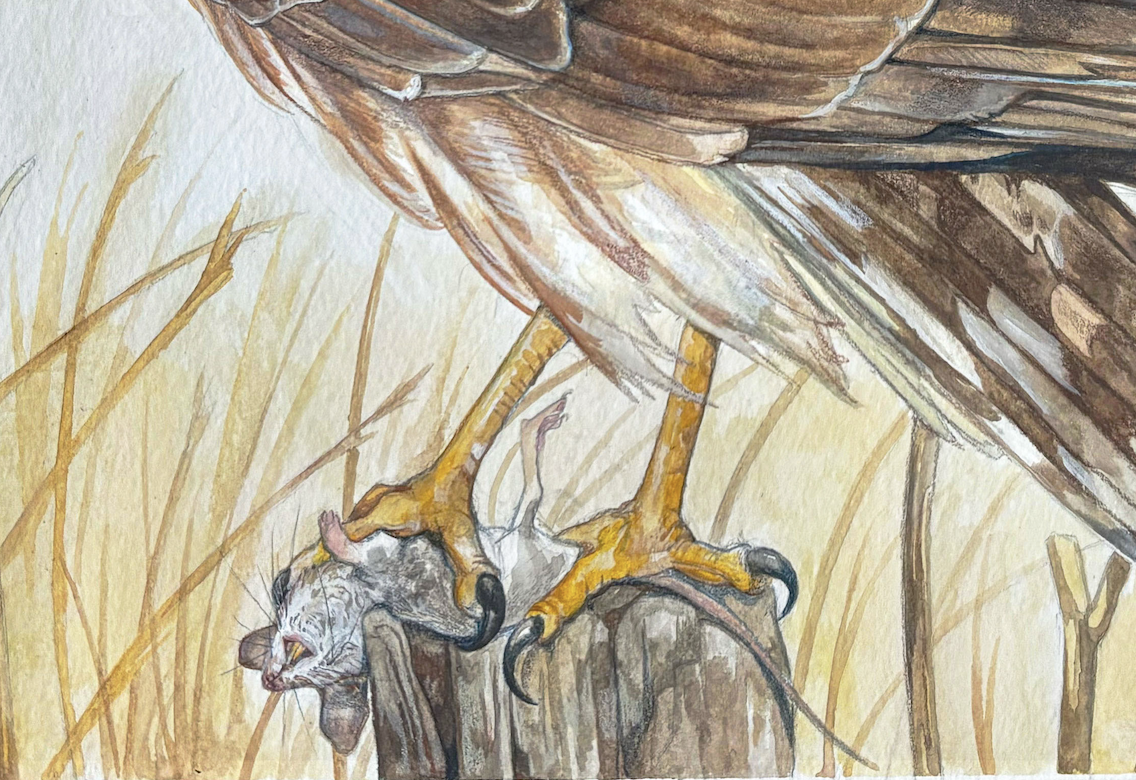 Natural Science illustration