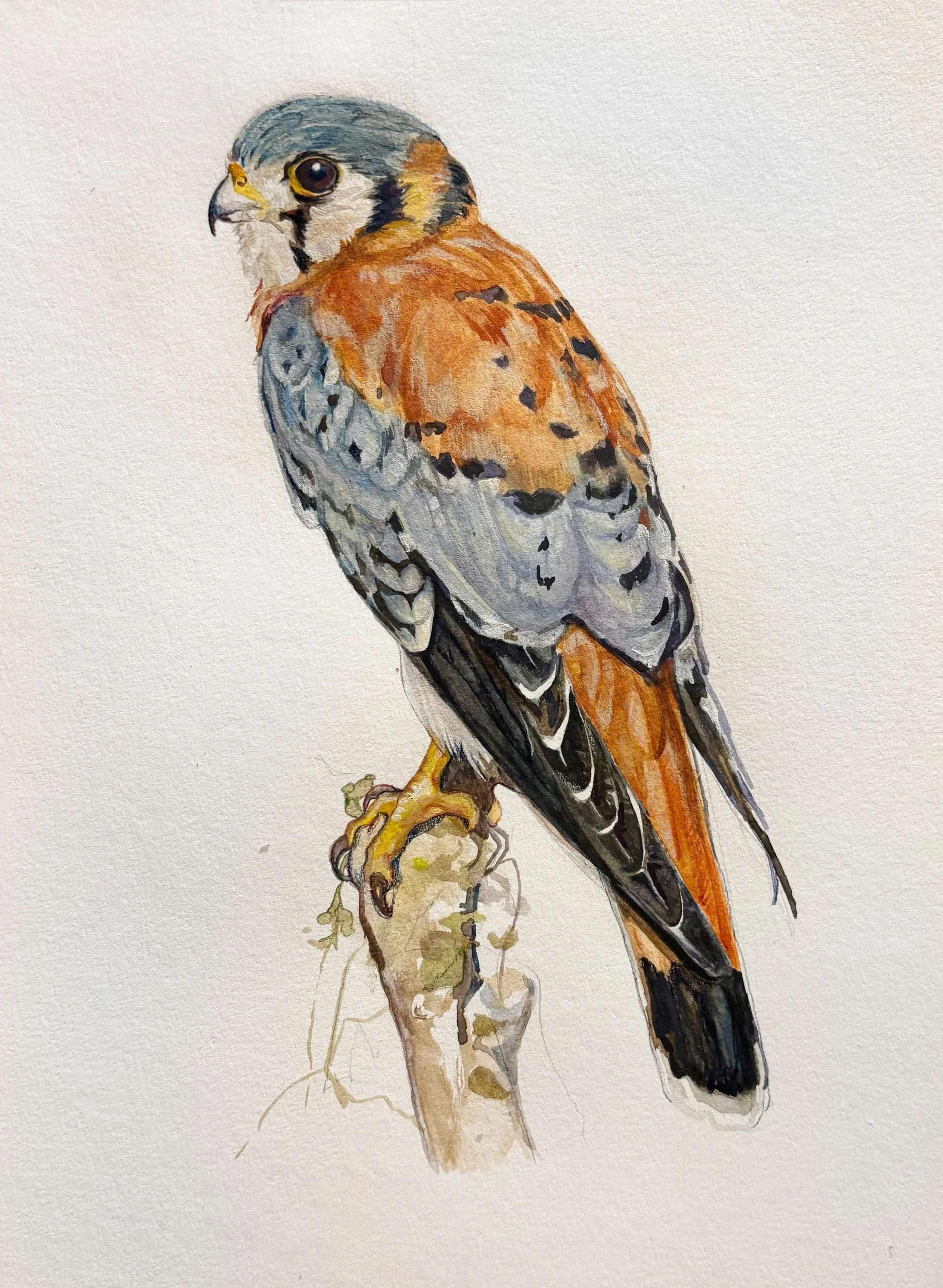 American Kestrel perched
2025
