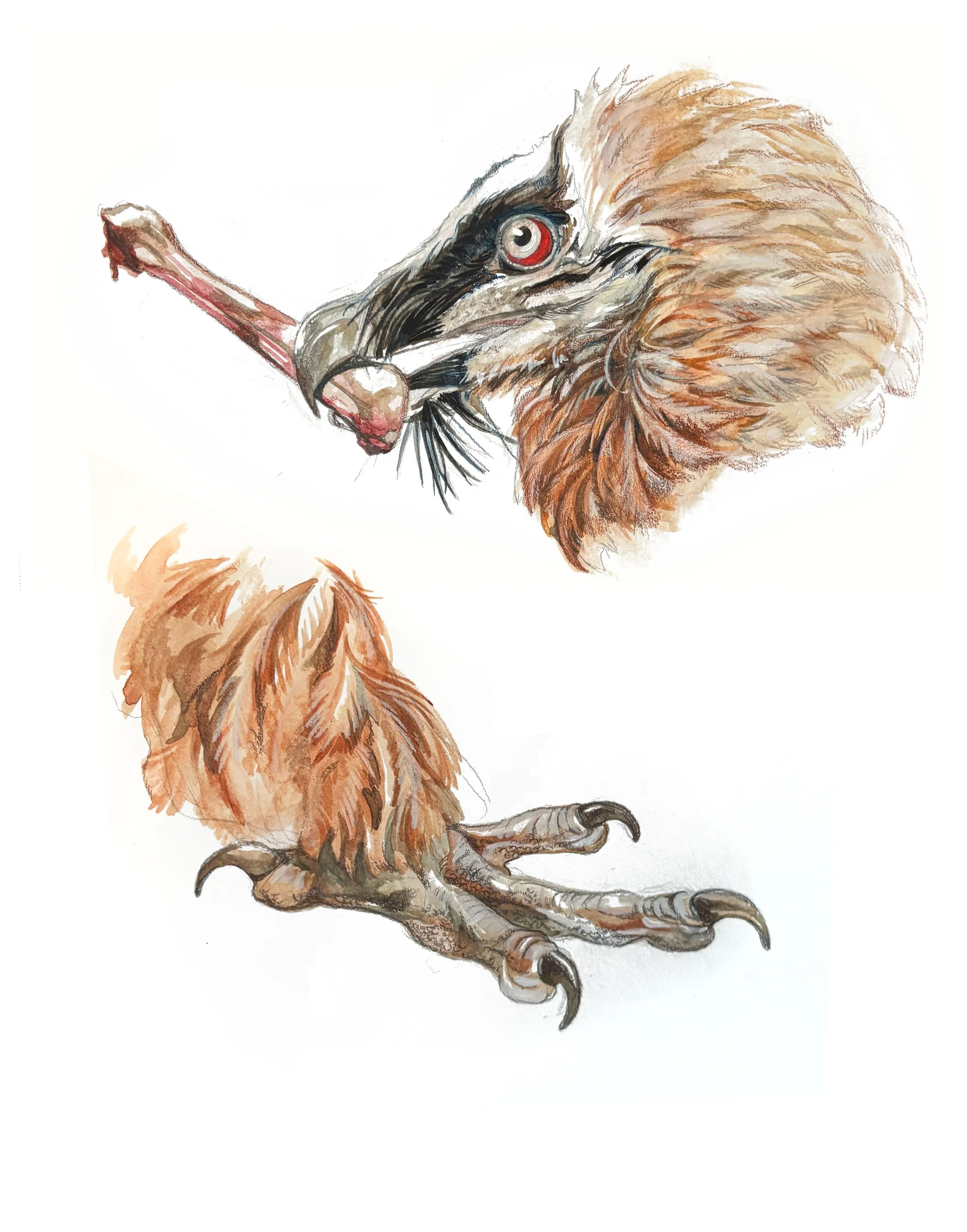 Bearded Vulture 
2025