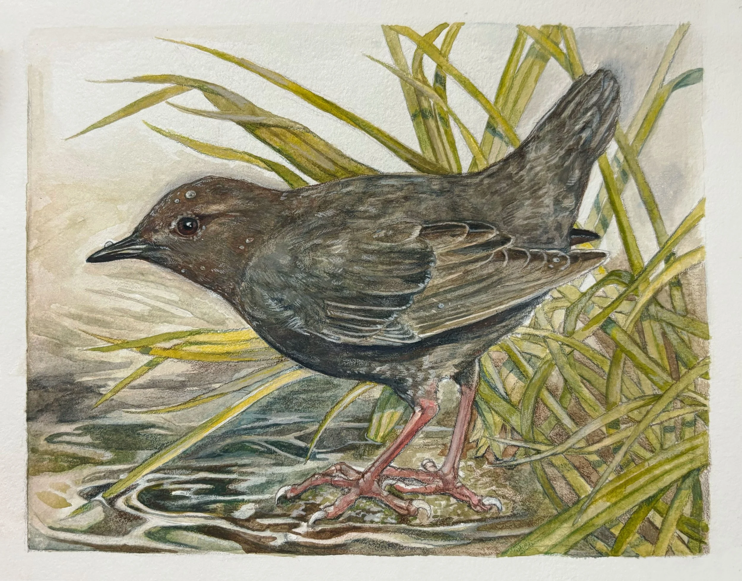 American Dipper 2025