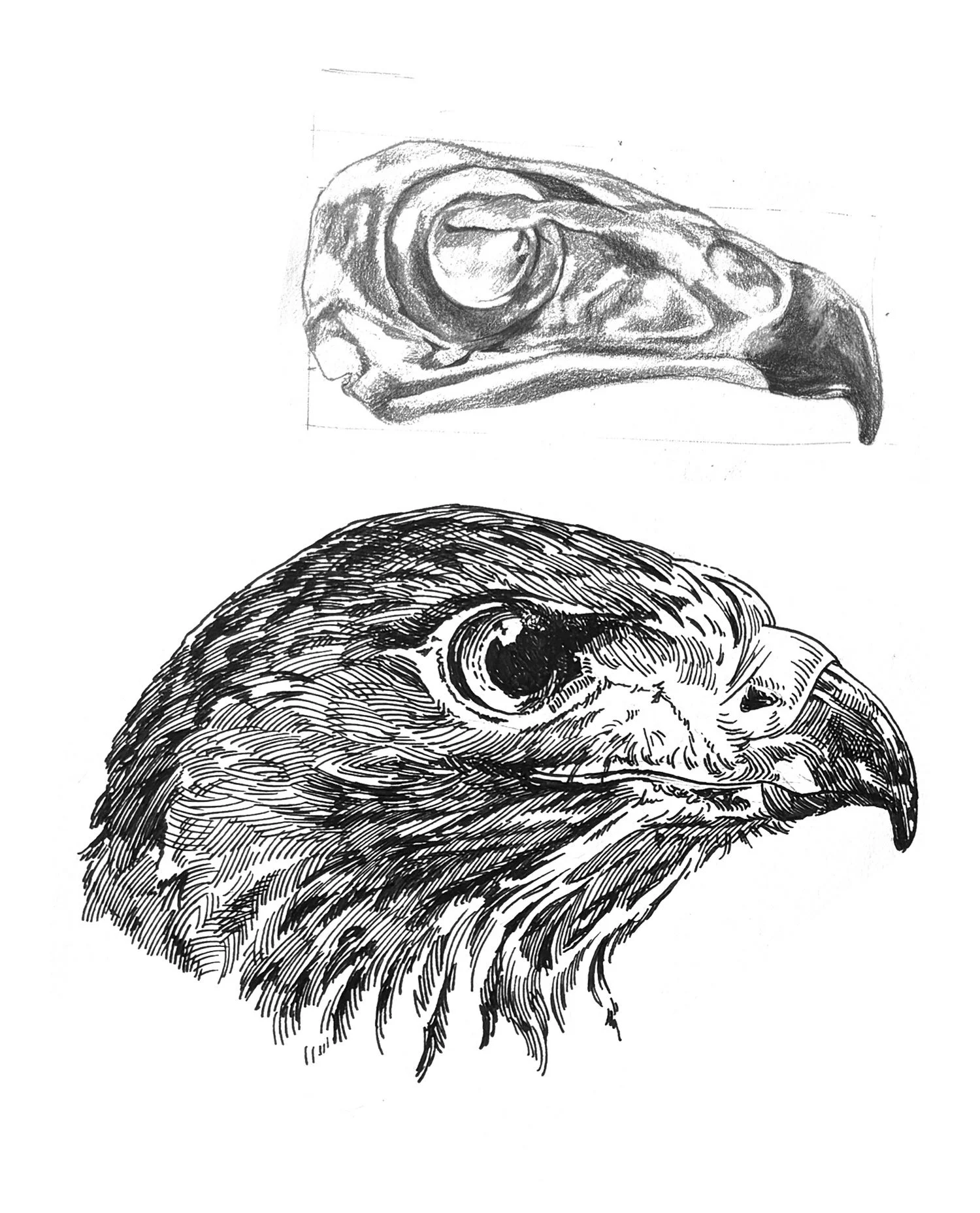 Red Tailed Hawk skull study
2025
