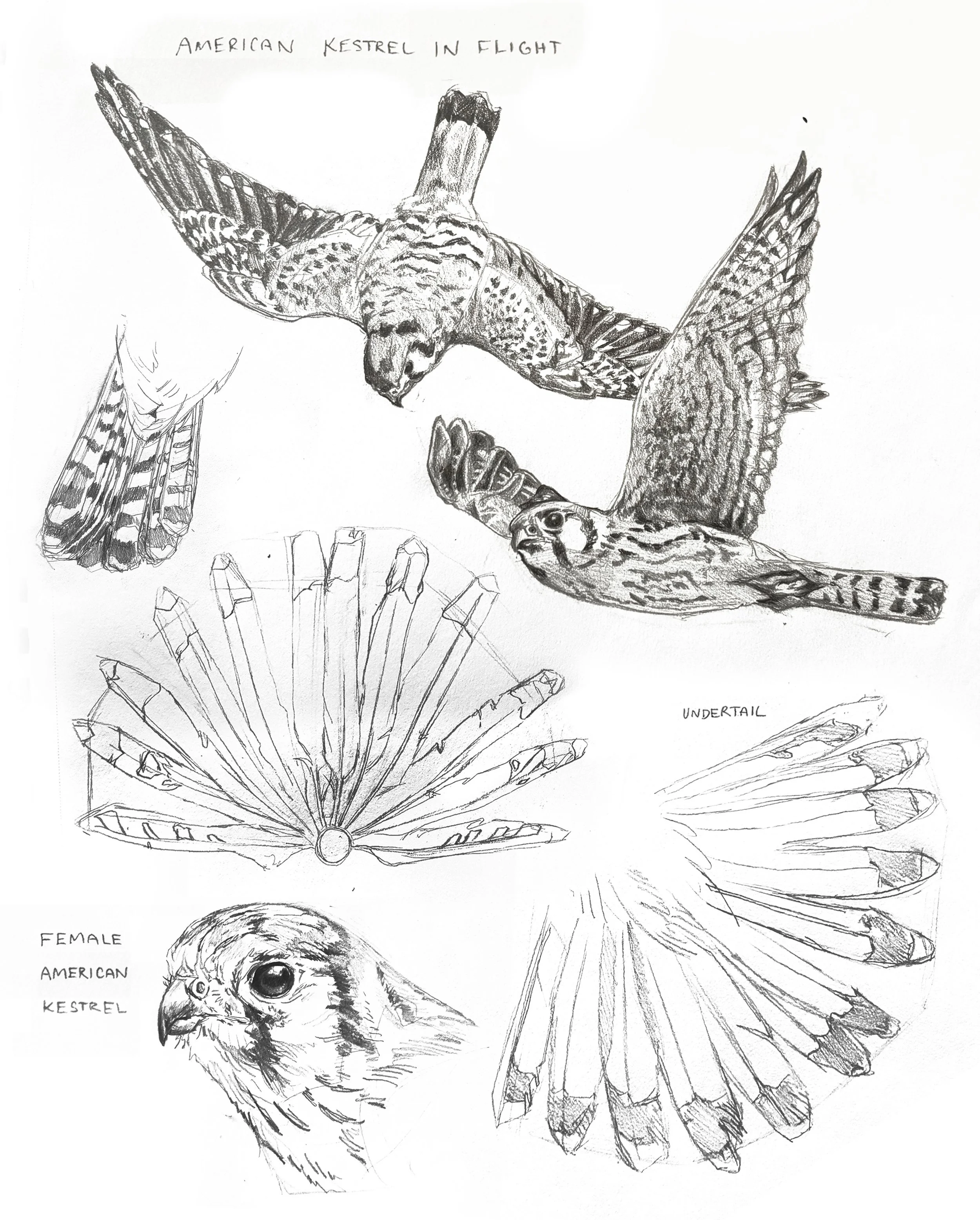 American Kestrel in flight
2025