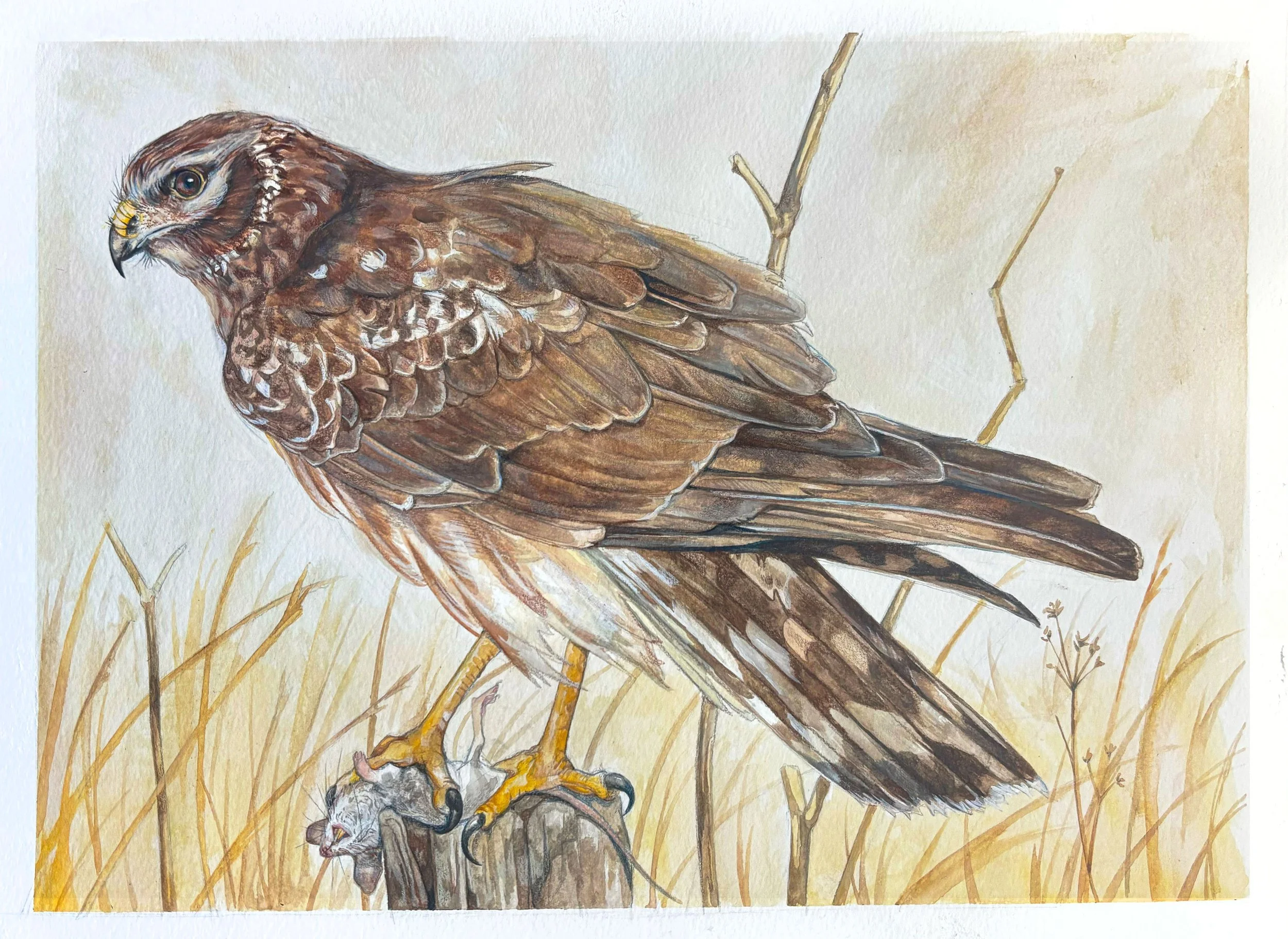 Northern Harrier 
2025