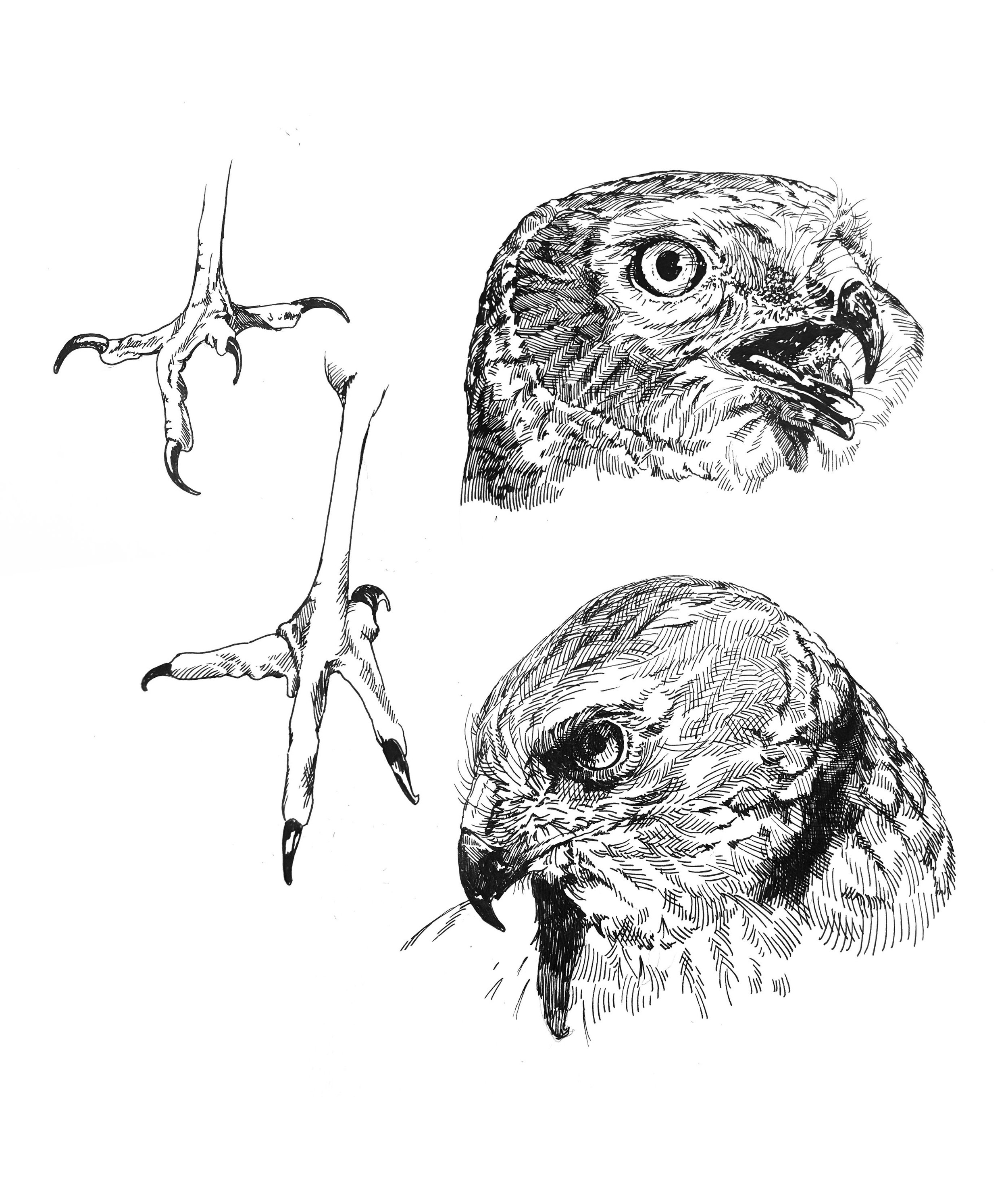 Northern Harrier 2025