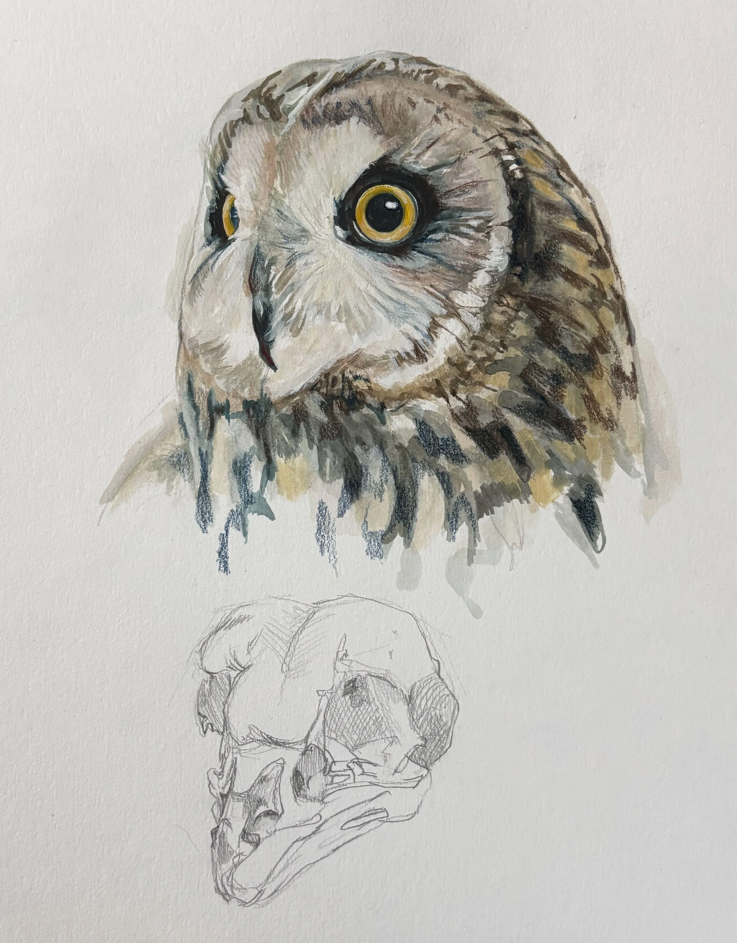 Short-eared Owl
2025