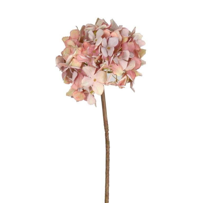 Grandiflora Hydrangea - Pink