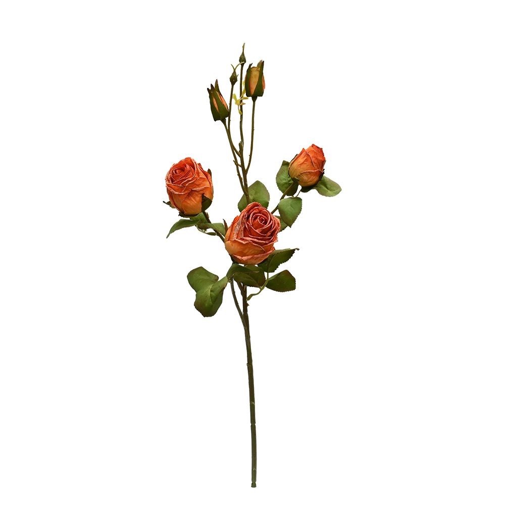 Cabbage Rose Burnt Apricot