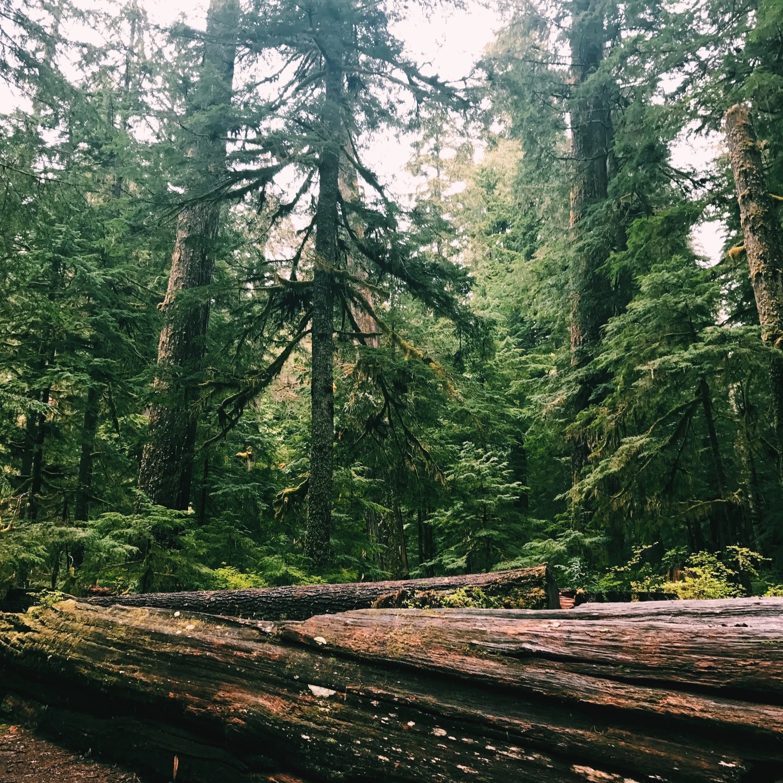 A dense forest scene with tall pine trees and fallen logs in the foreground, moss growing on the logs, and a foggy, overcast sky.