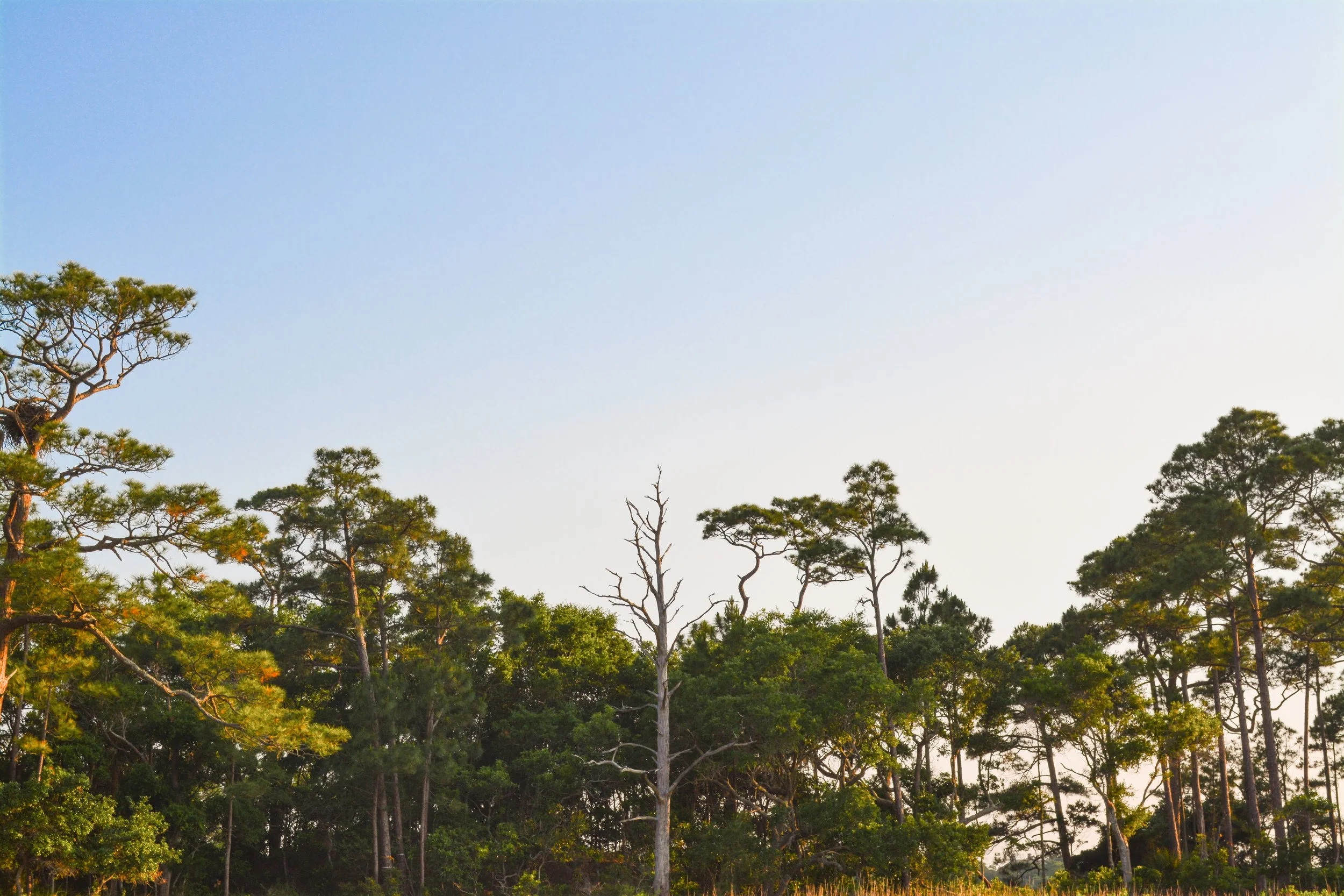 A forest with tall trees against a clear blue sky during daylight.