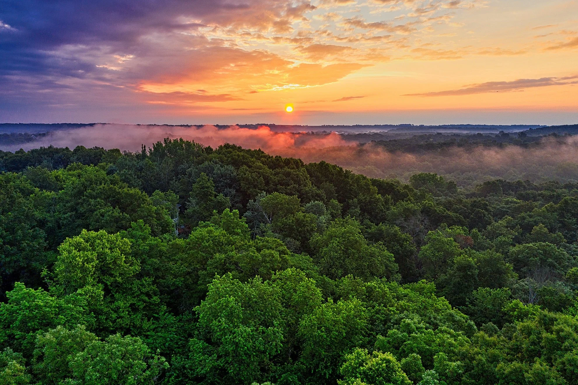 Forest at sunset