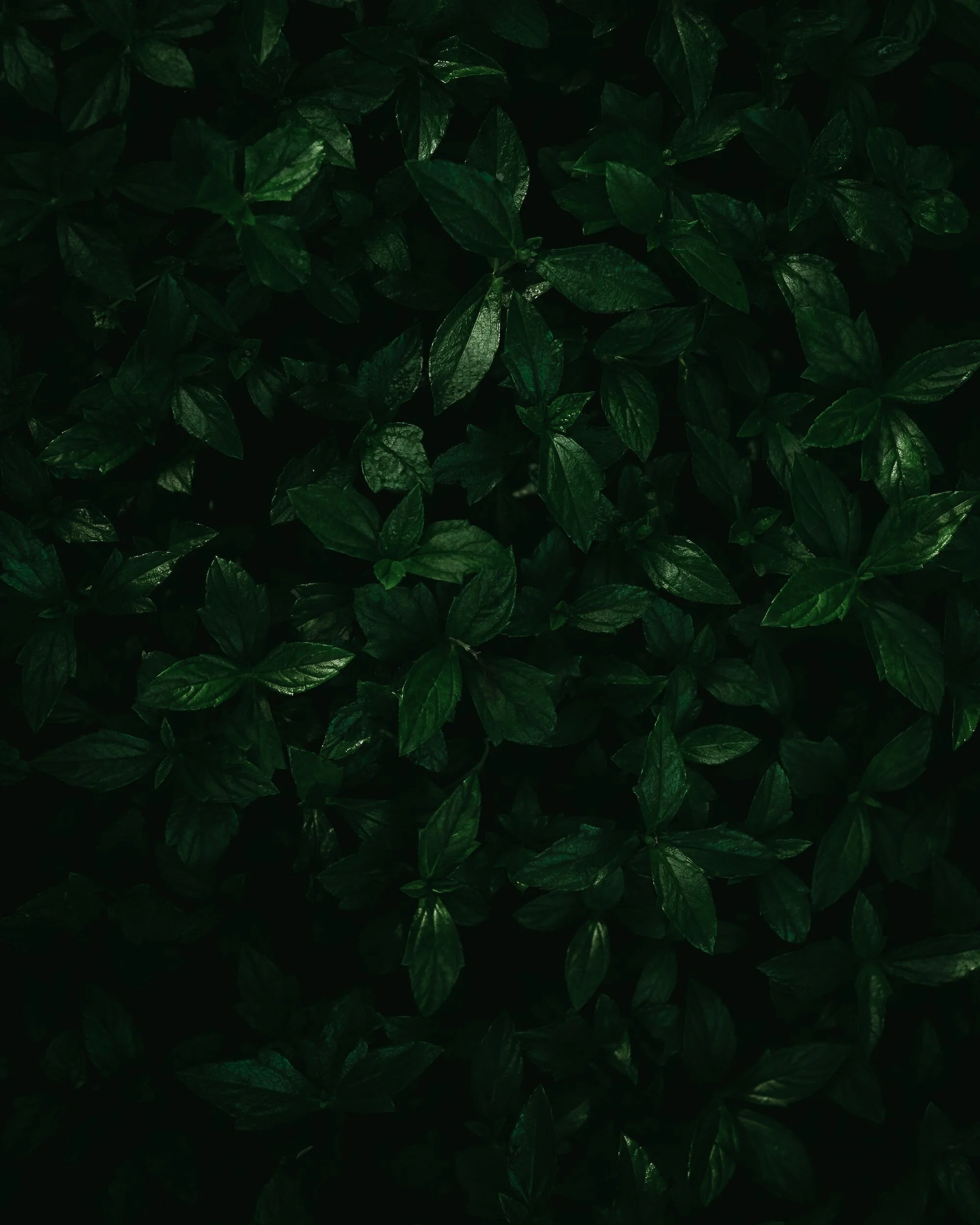 Close up of lots of green leaves