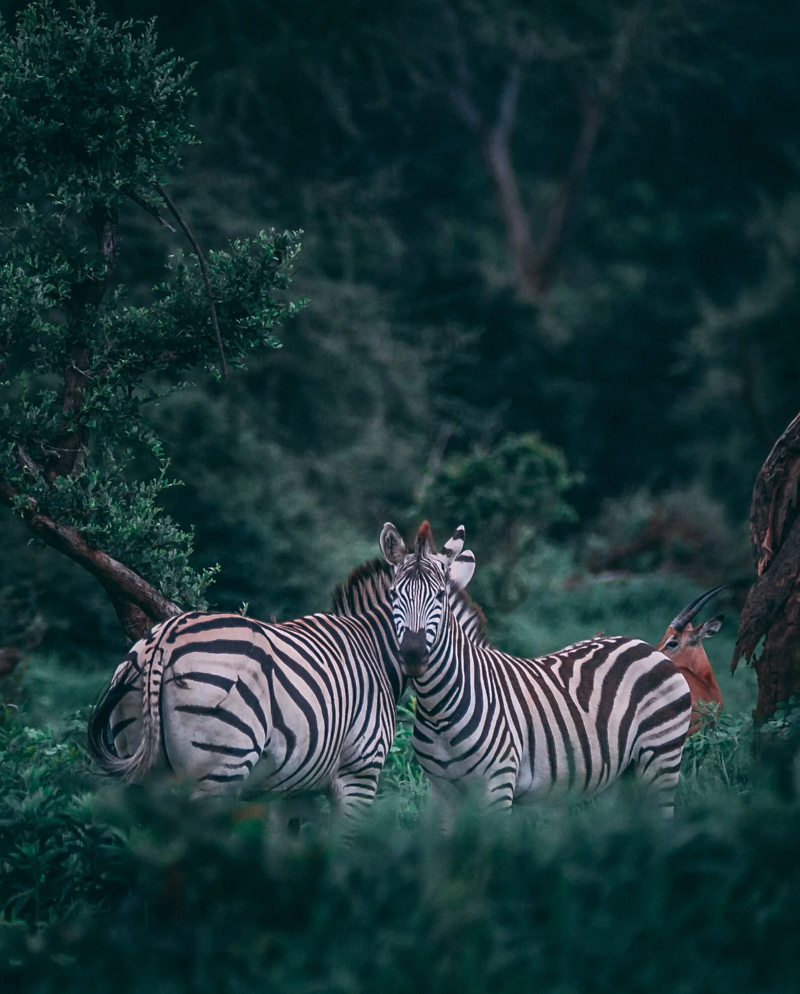 Two zebras standing on a green field