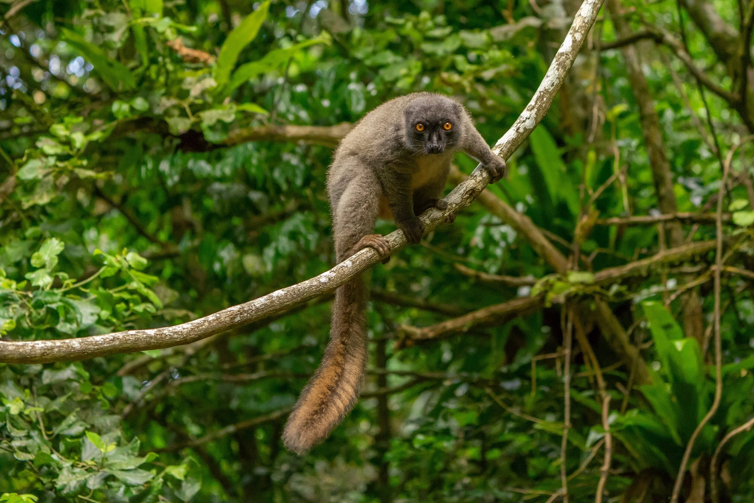 A wild animal on a tree in the jungle