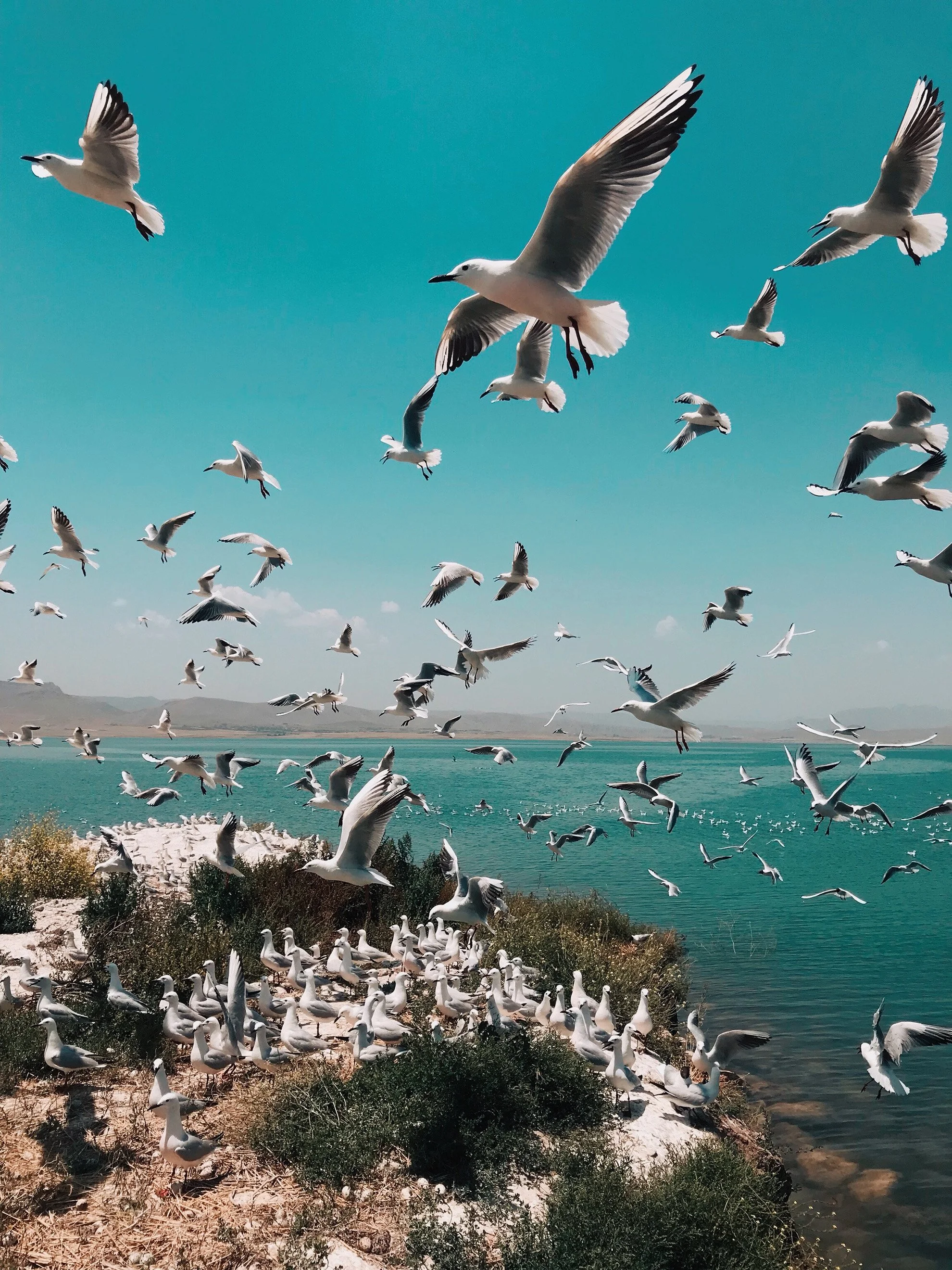 Lots of seagulls flying along the coastline