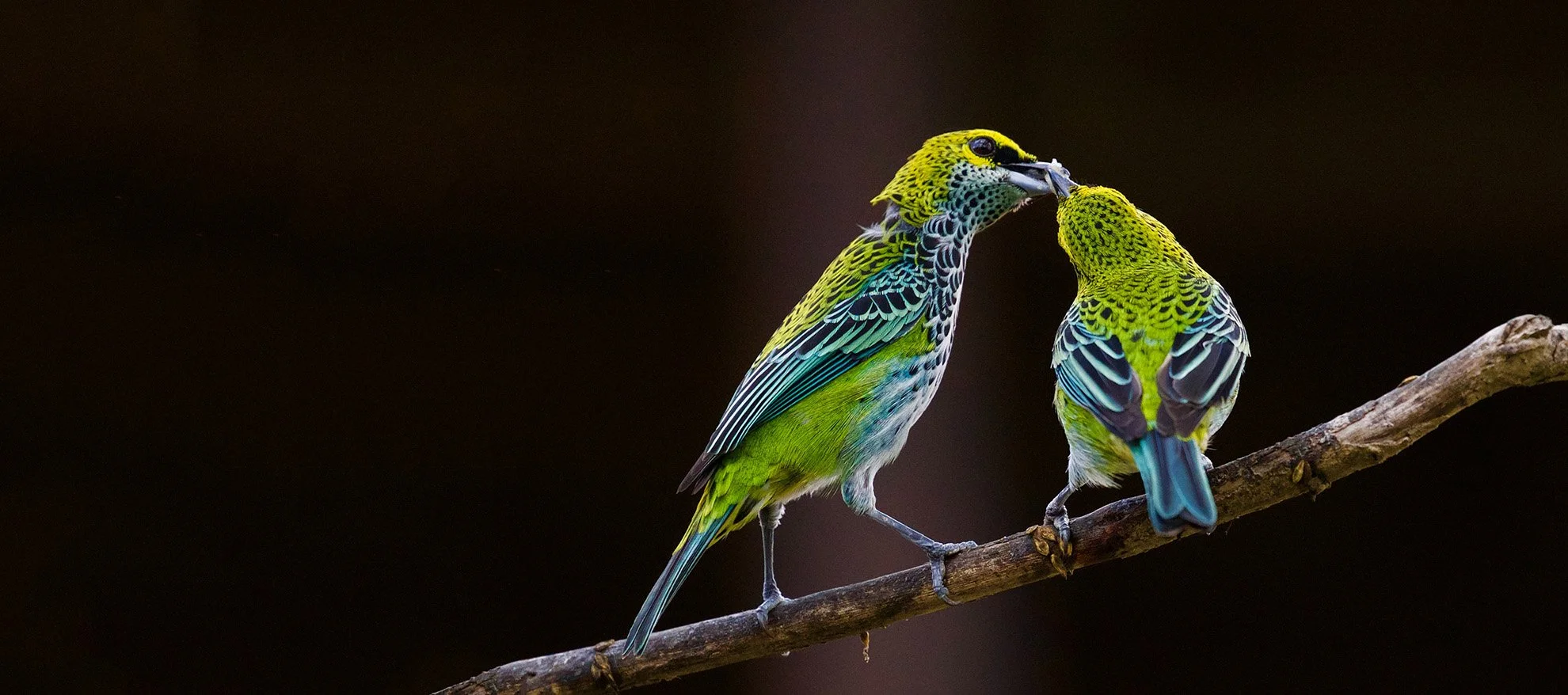 A colorful bird feeding its young
