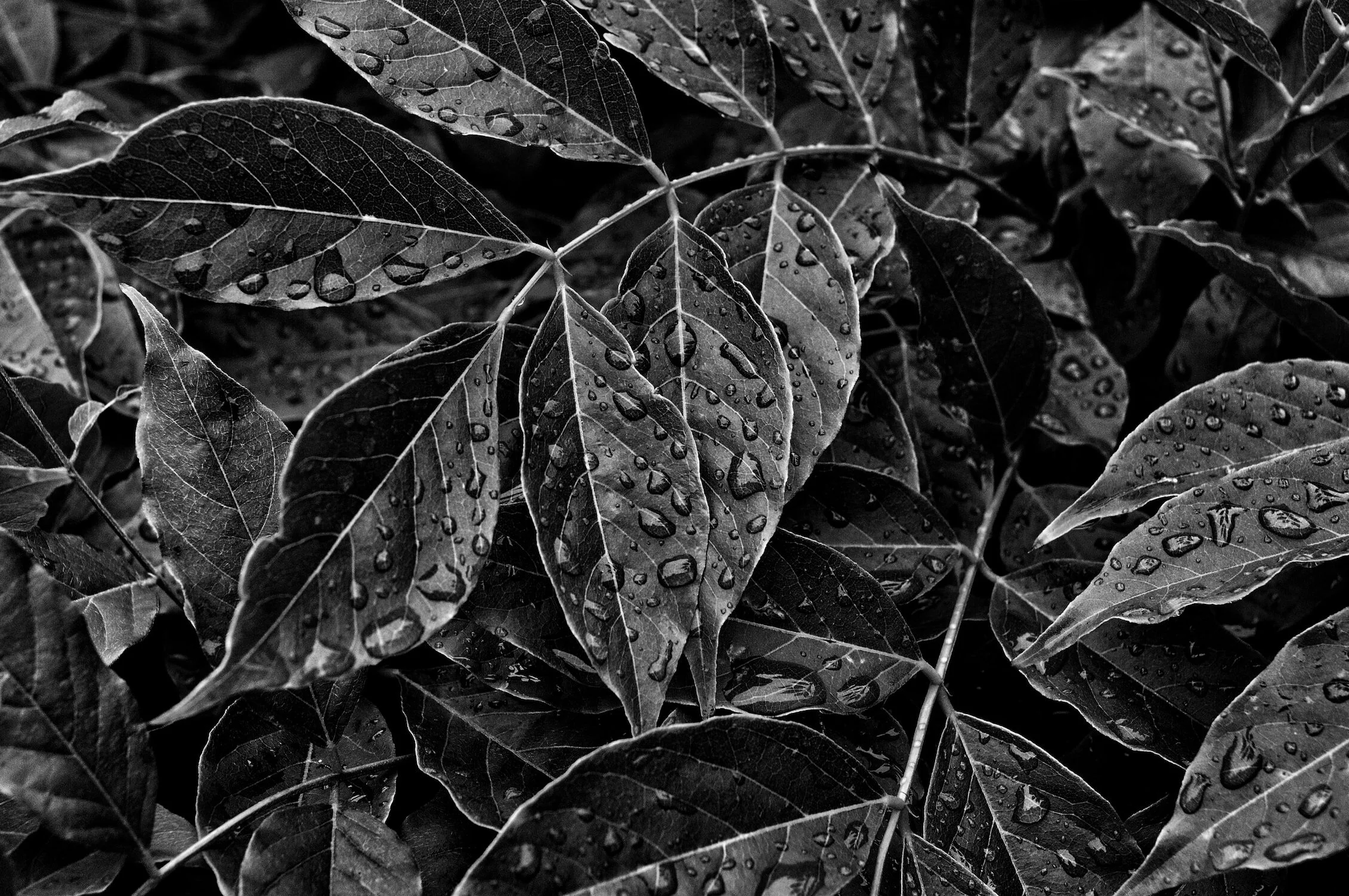 wet, green leaves