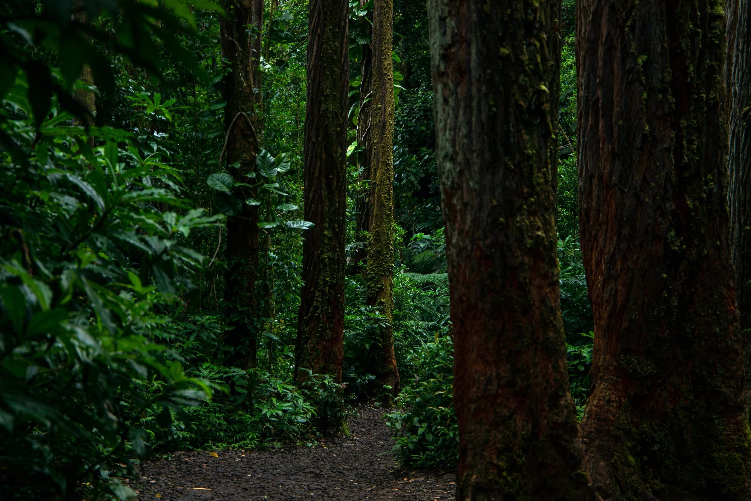 Green trees in the Amazon