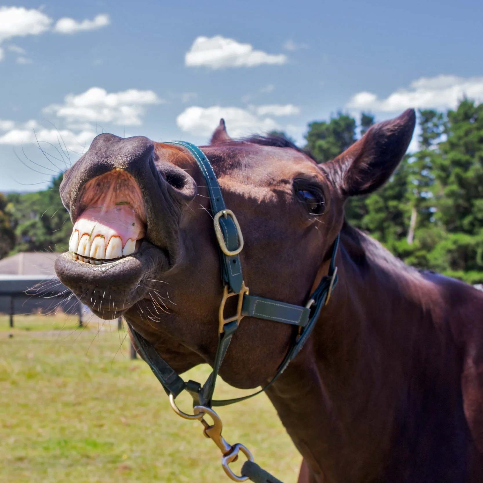 GG.Equestrian.Copywriting.Bug.Mare