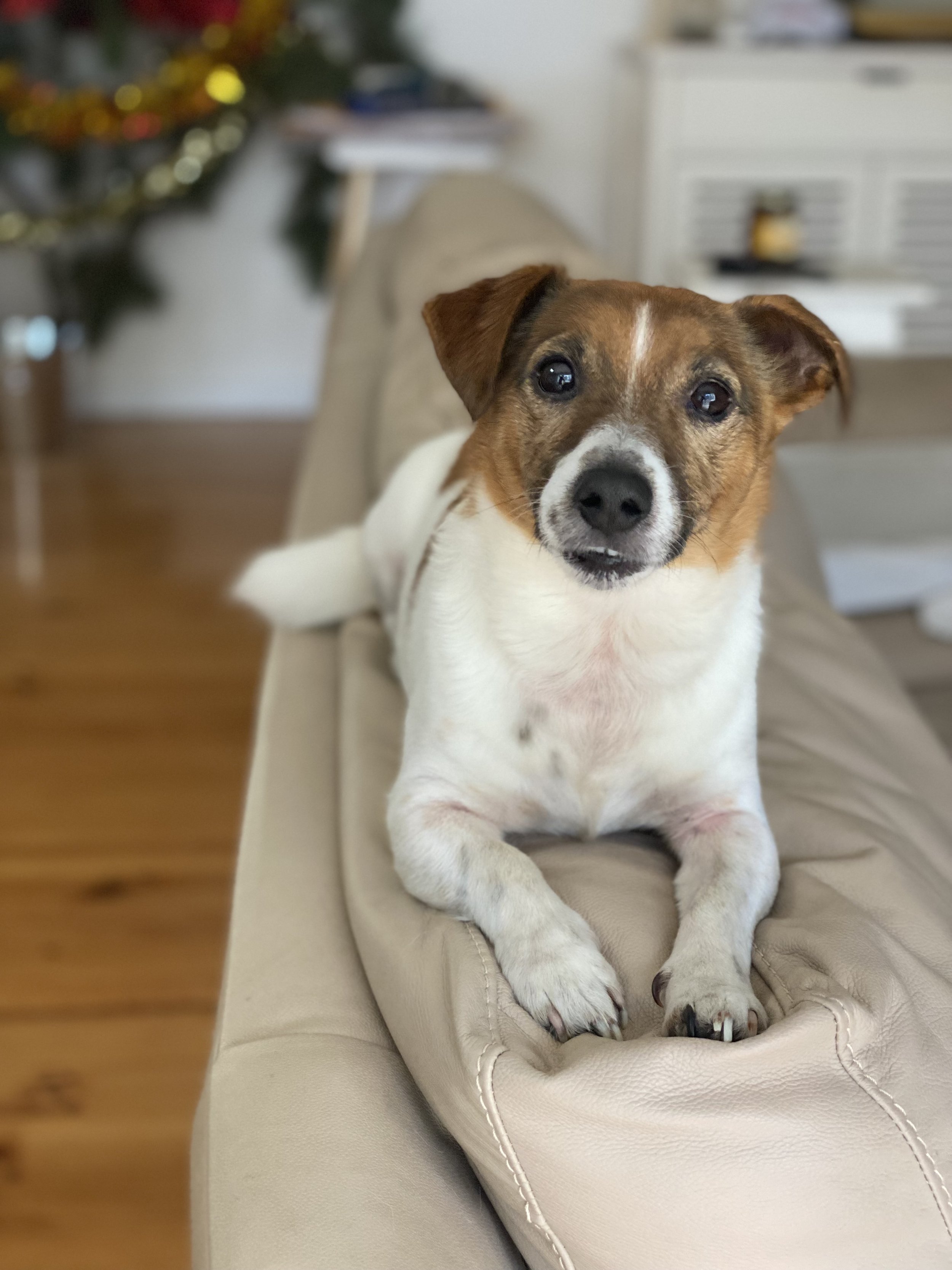 GG.Eqestrian.Copywriting.Jack Russell.Shorty