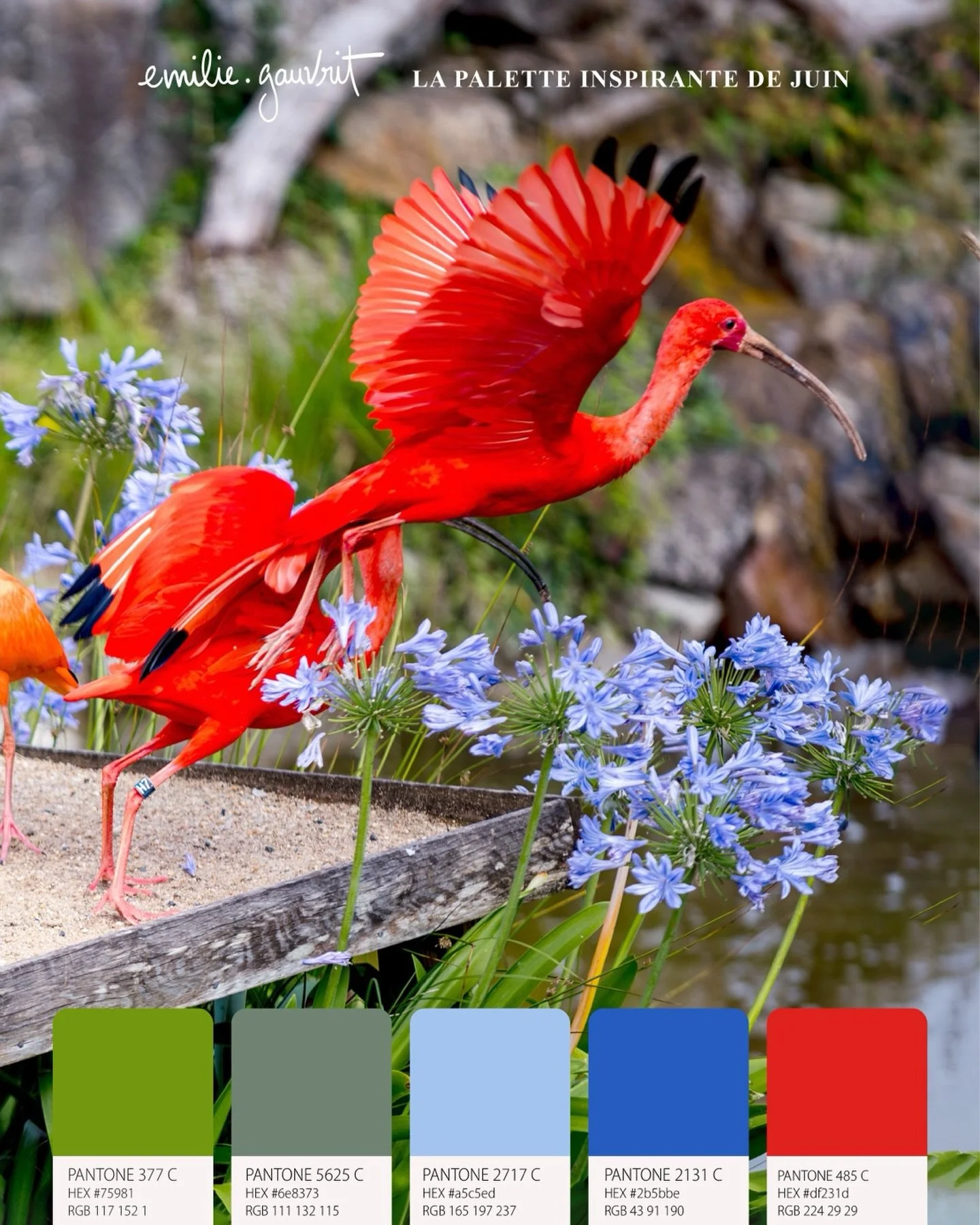 Jeudi inspi 🎨 La palette inspirante de Juin

Une image &agrave; la fois po&eacute;tique et explosive, celle d&rsquo;un ibis rouge en plein envol saisi par la photographe Brigitte Delibbes au zoo de la Boissi&egrave;re du Dor&eacute; ✨ Une image qui 