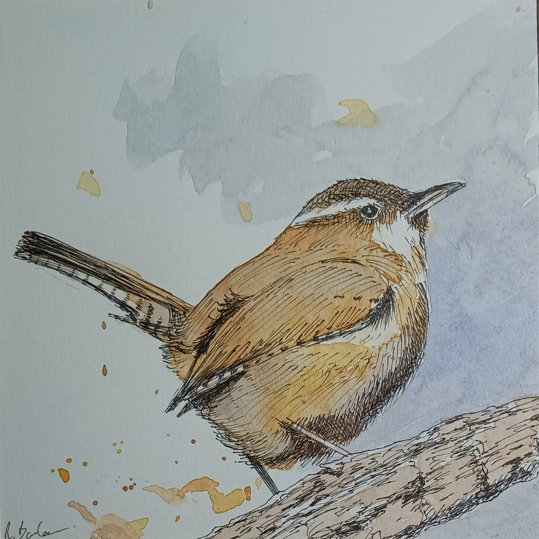 Wren. Watercolour