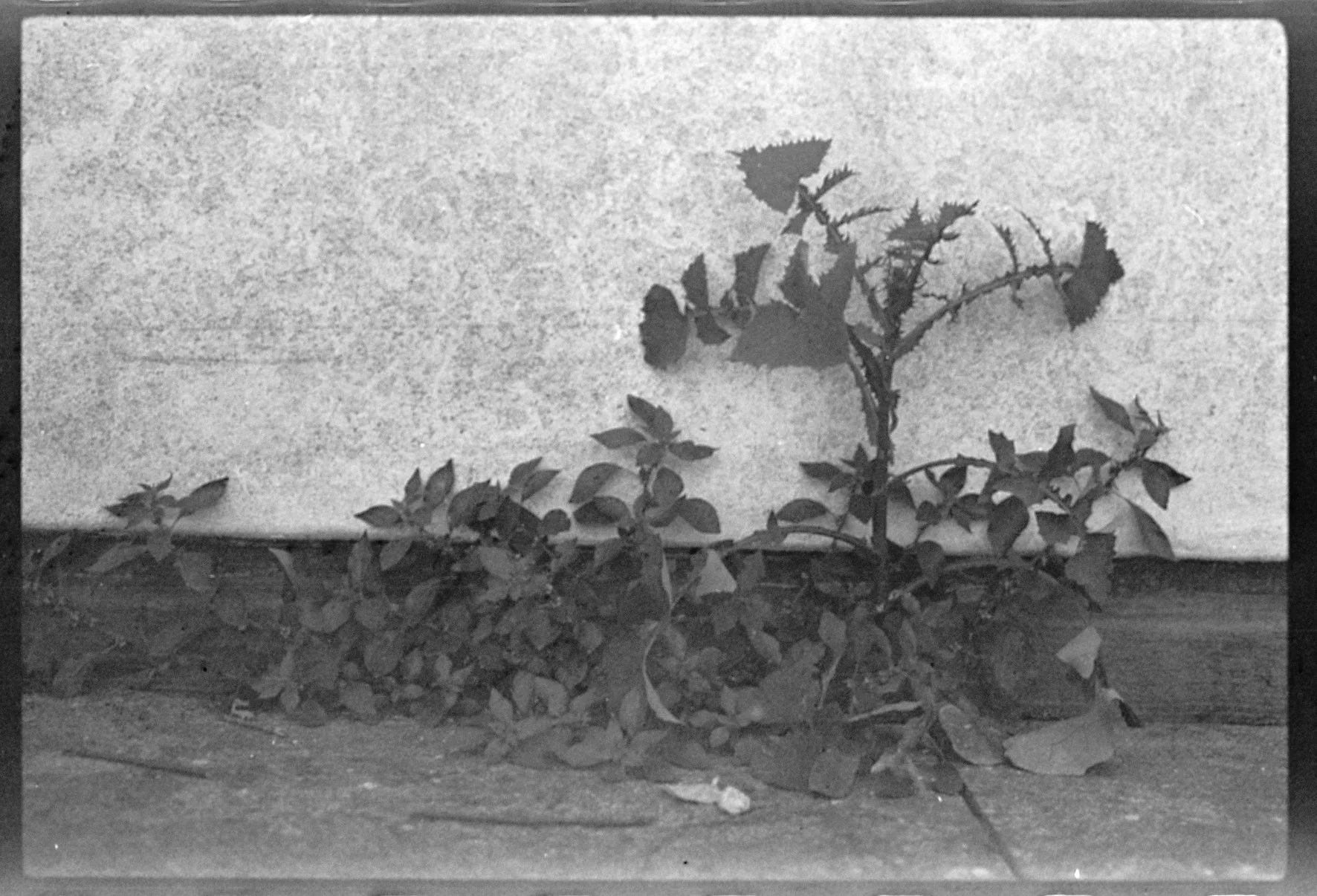 Nettle developer010_b.jpg