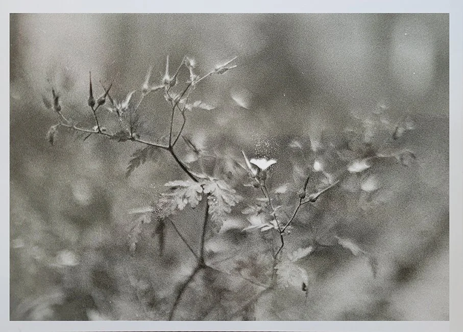 Print from nettle negative_web.jpg