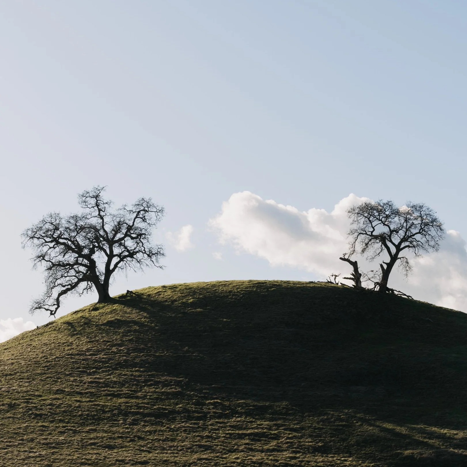 wide-shot-trees-green-hill-clear-sky-with-white-clouds.jpg