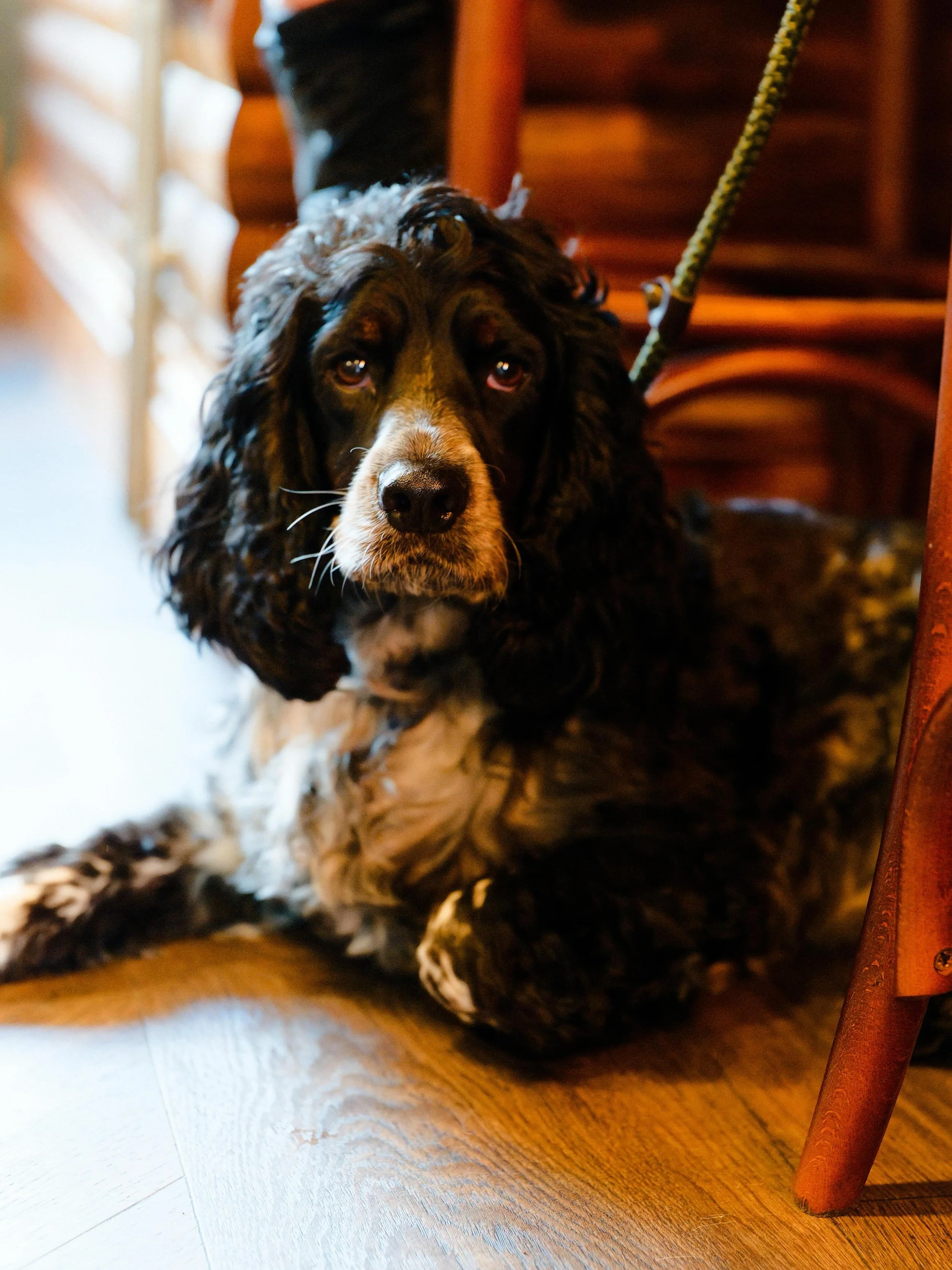 Rainy bank holiday Sundays done right 🐾🍻🍸

Dogs welcome. Pints pouring. Espressos shaking!

Open from 2 &hellip; come hide from the weather with us ☺️