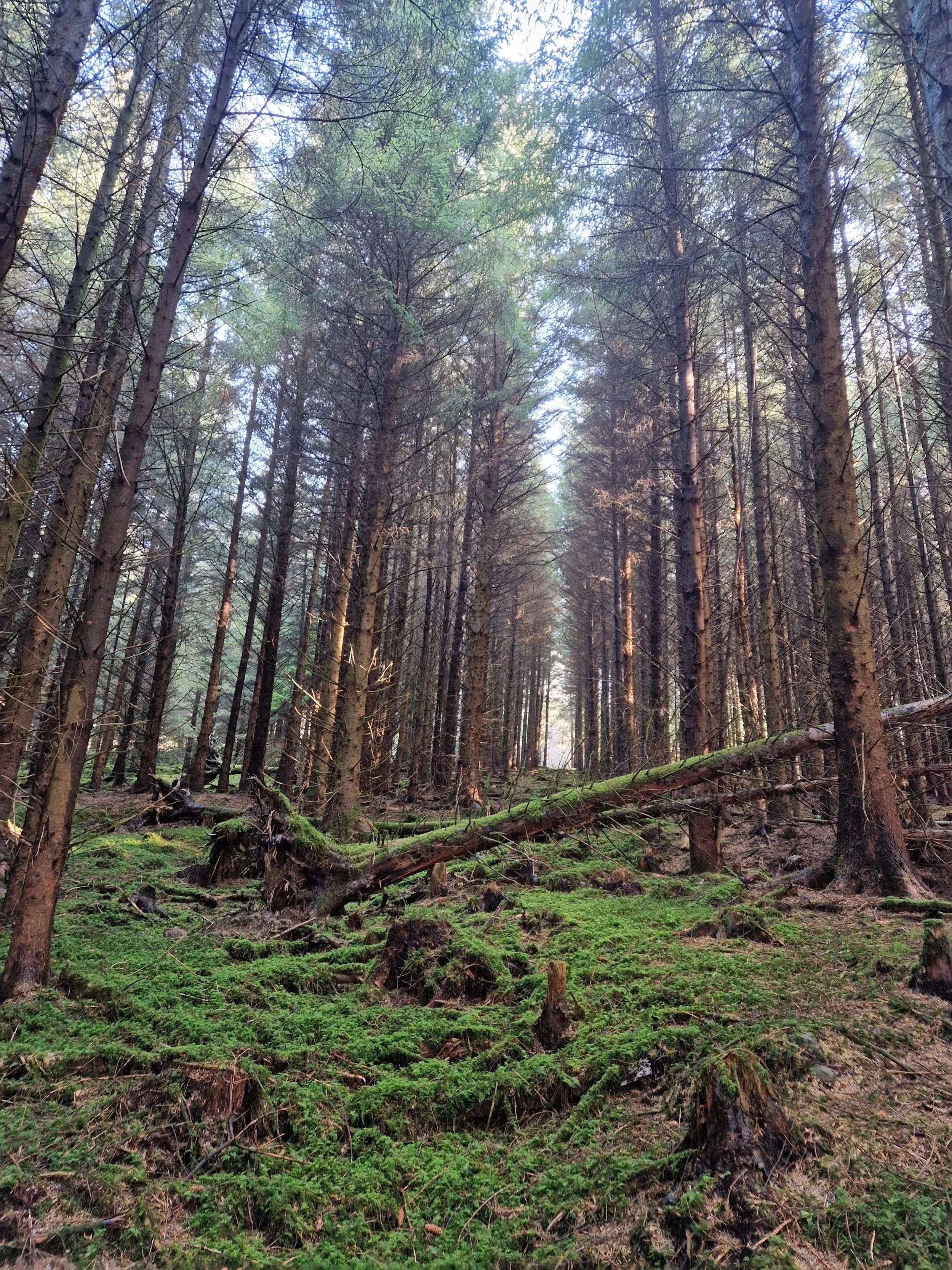 A dense forest with tall, straight trees and green moss-covered ground, with some fallen branches and tree stumps.