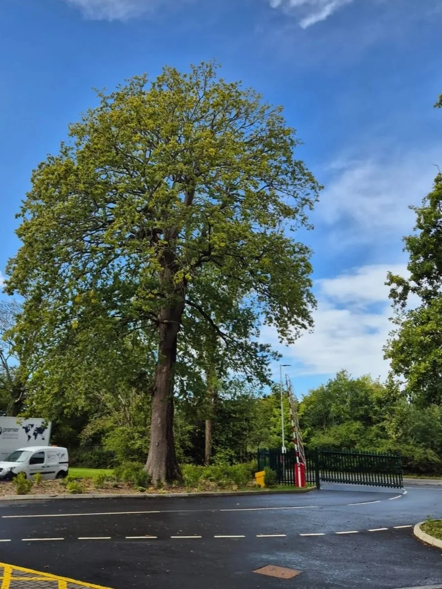 Large tree with green leaves next to a road; parking area with white vehicles; blue sky with clouds; background greenery.