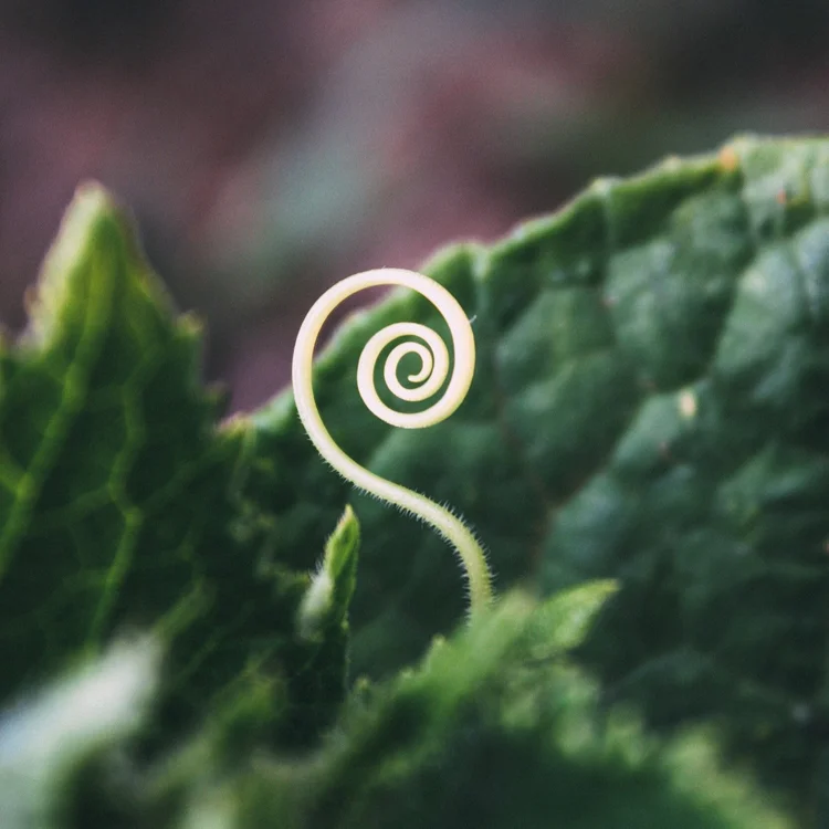 Active Implementation Research Network