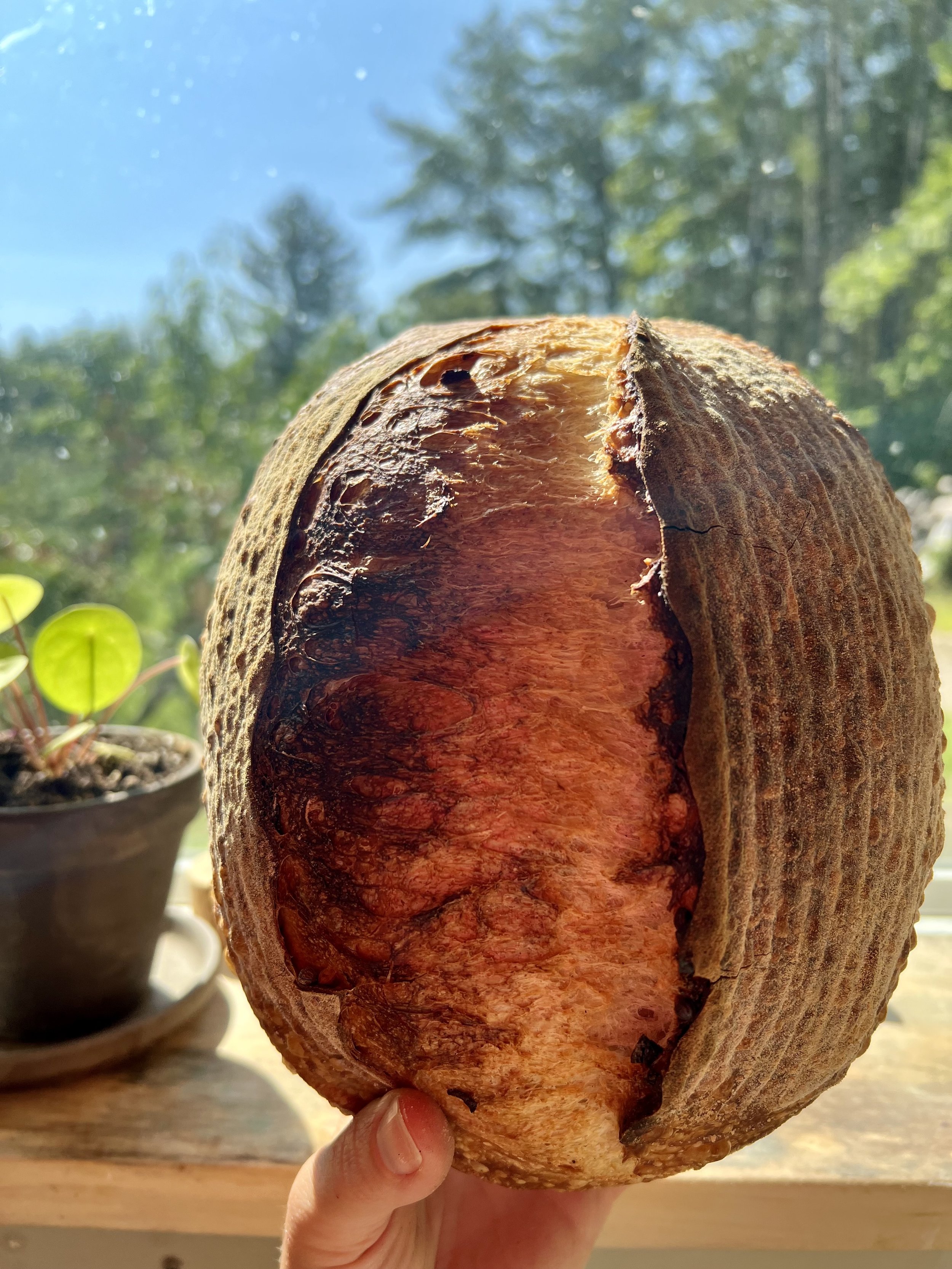 Roasted Garlic Sourdough