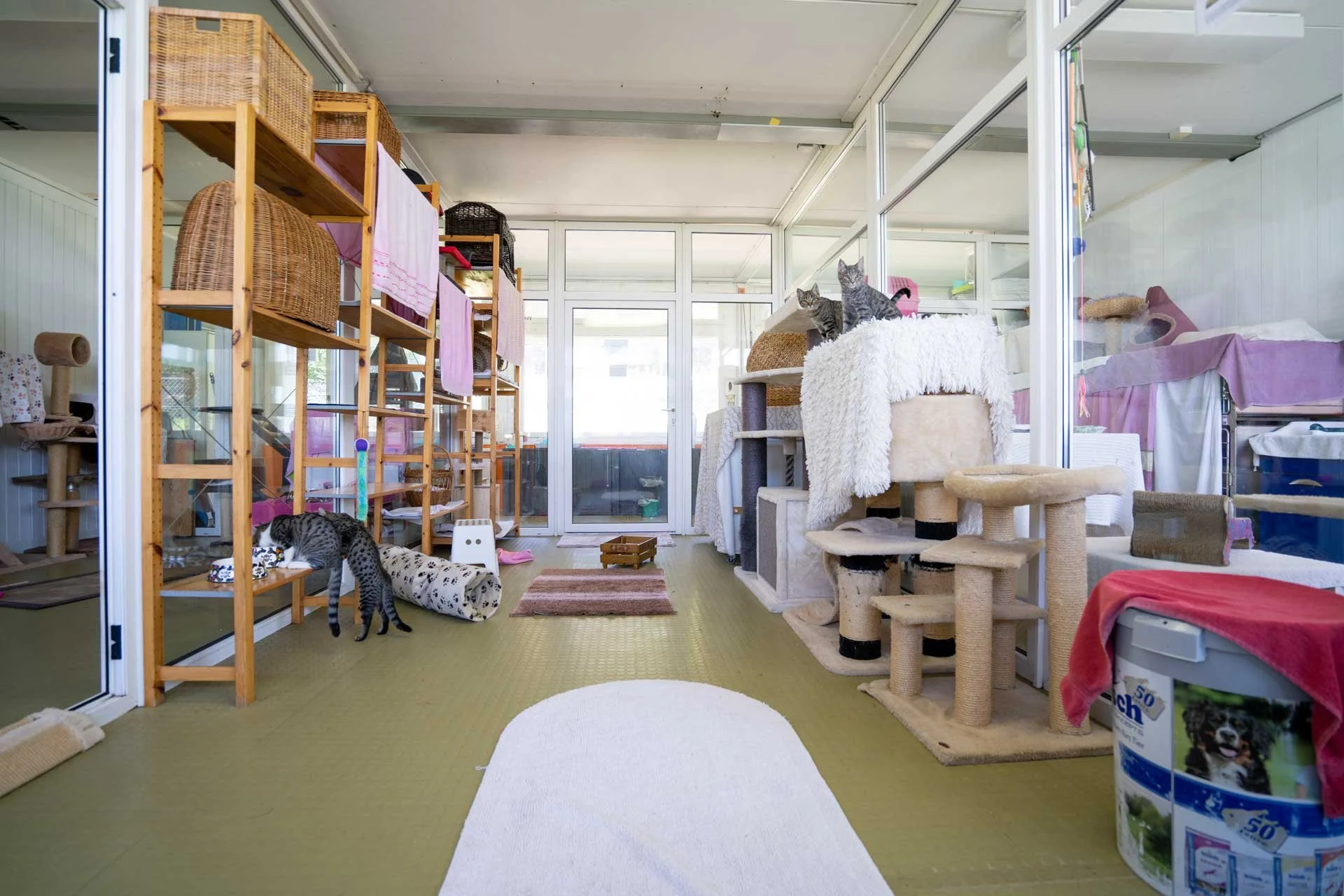 Katzenraum für katzenpension