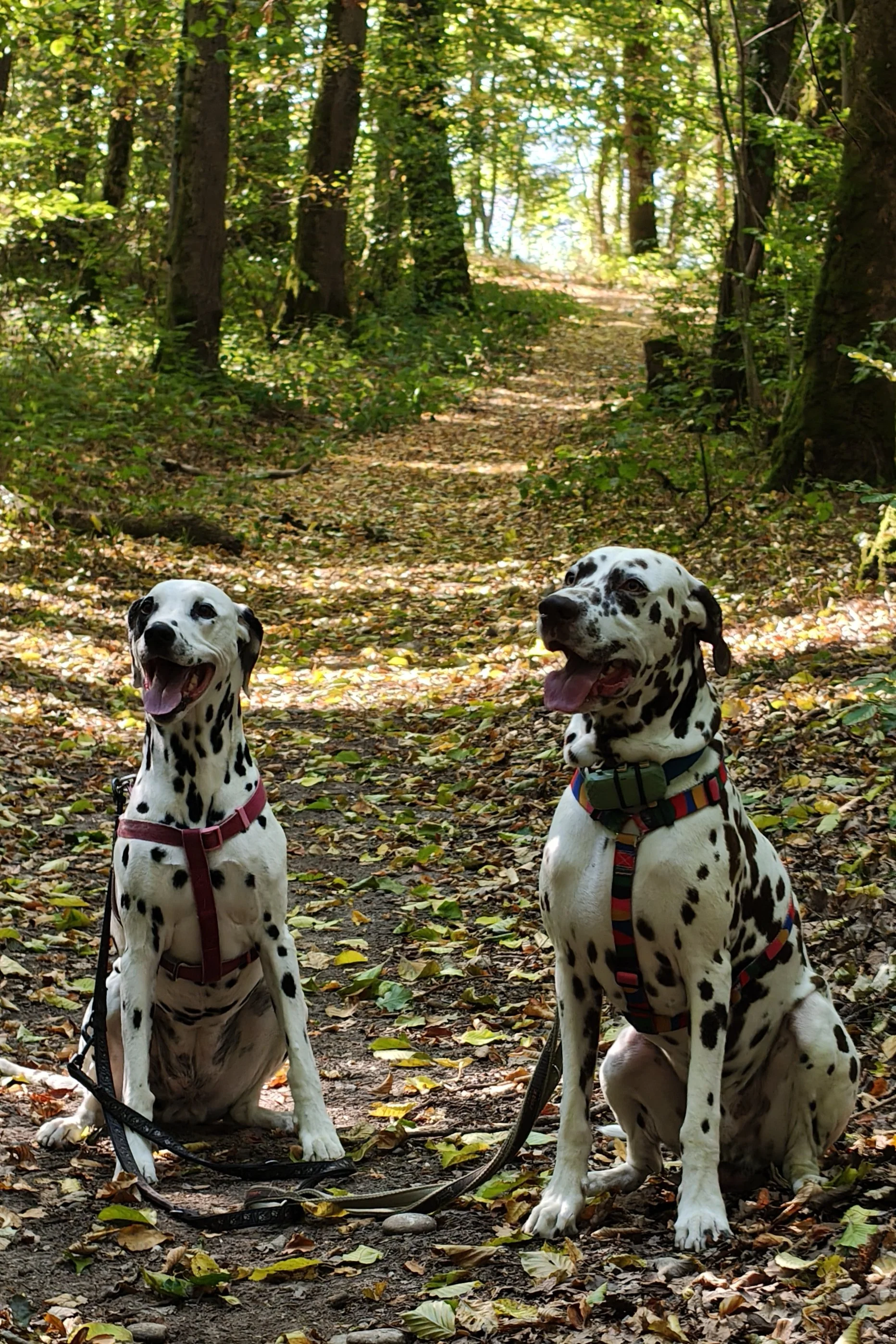 gassi runde im wald für tageshunde