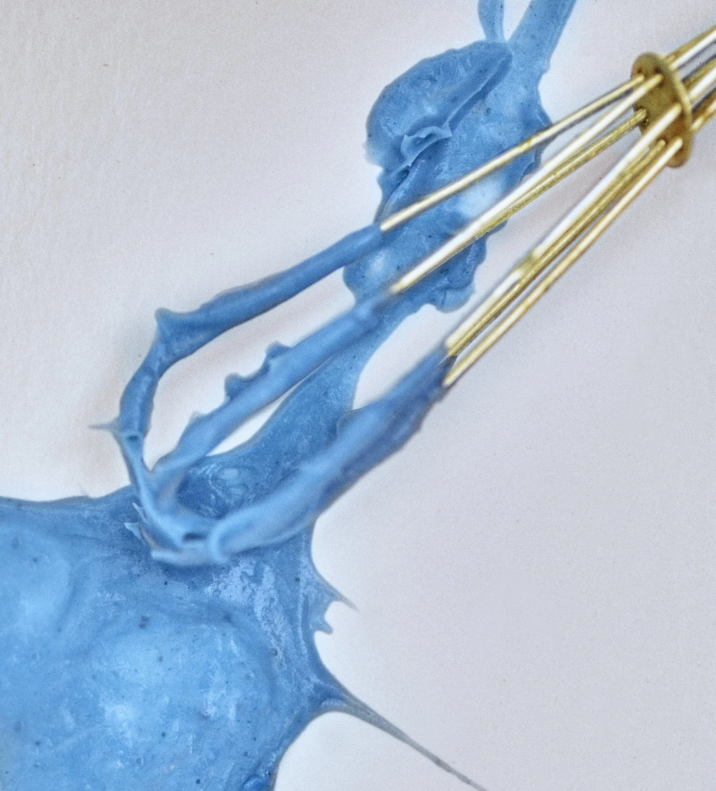 BlueLegume05 copy.jpg