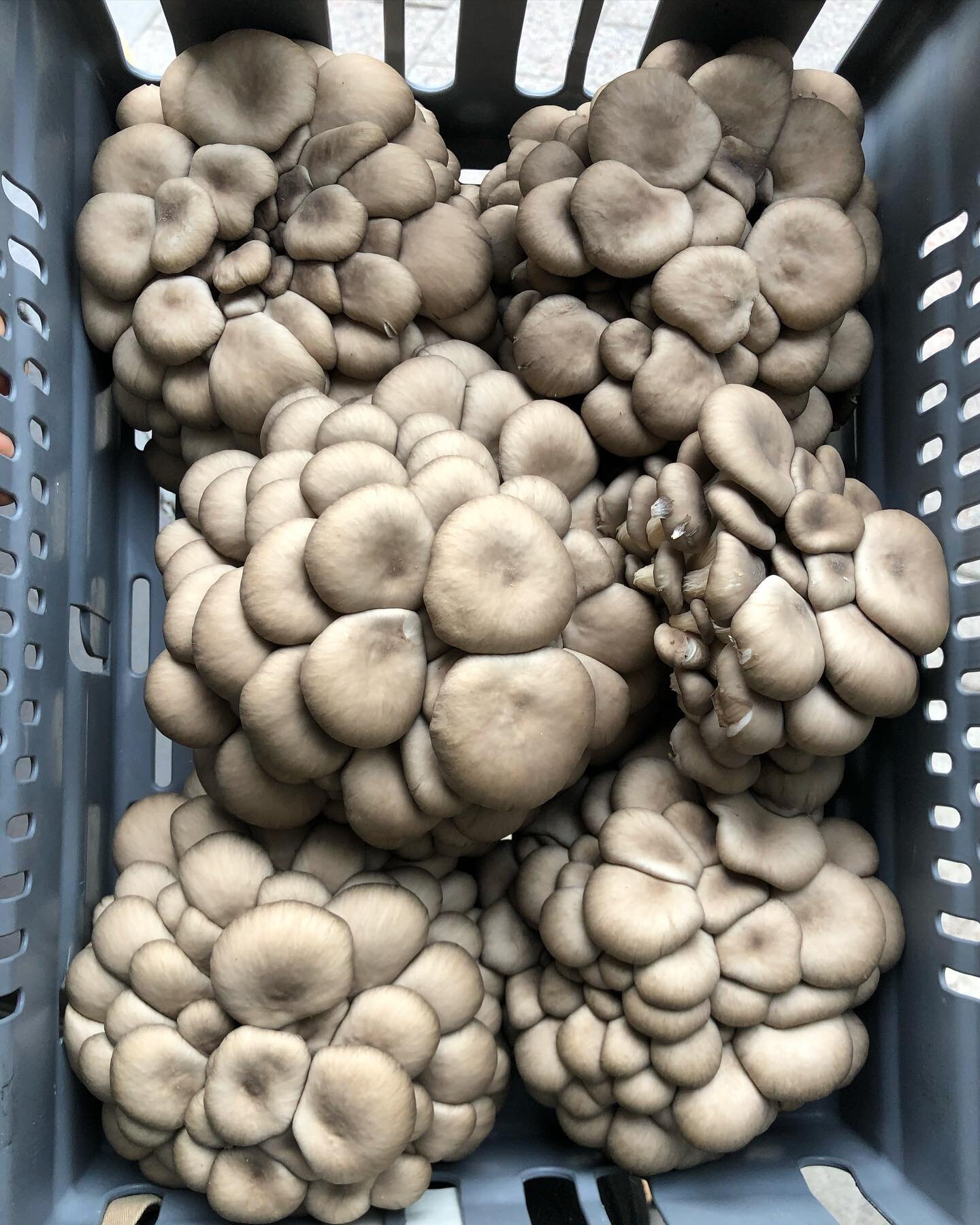 Organic oyster mushroom from @fungigardenab 
Available today at our boutique in Kungsholmsgatan 20. Open kl 11-19. 
Welcome to our gentle food revolution.