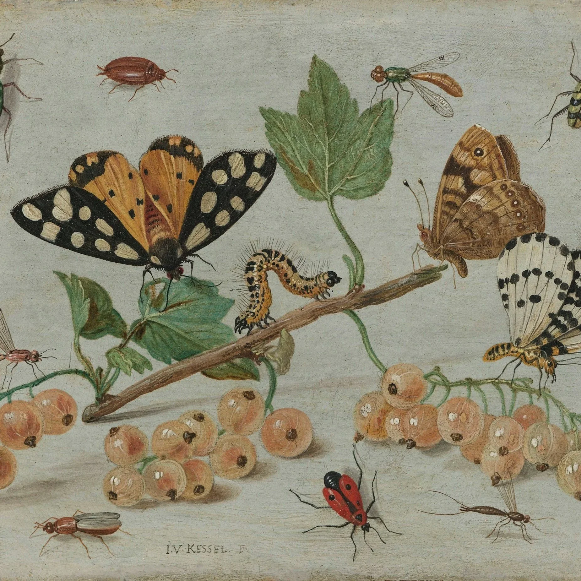 Is Your Plumbing Attracting Insects?