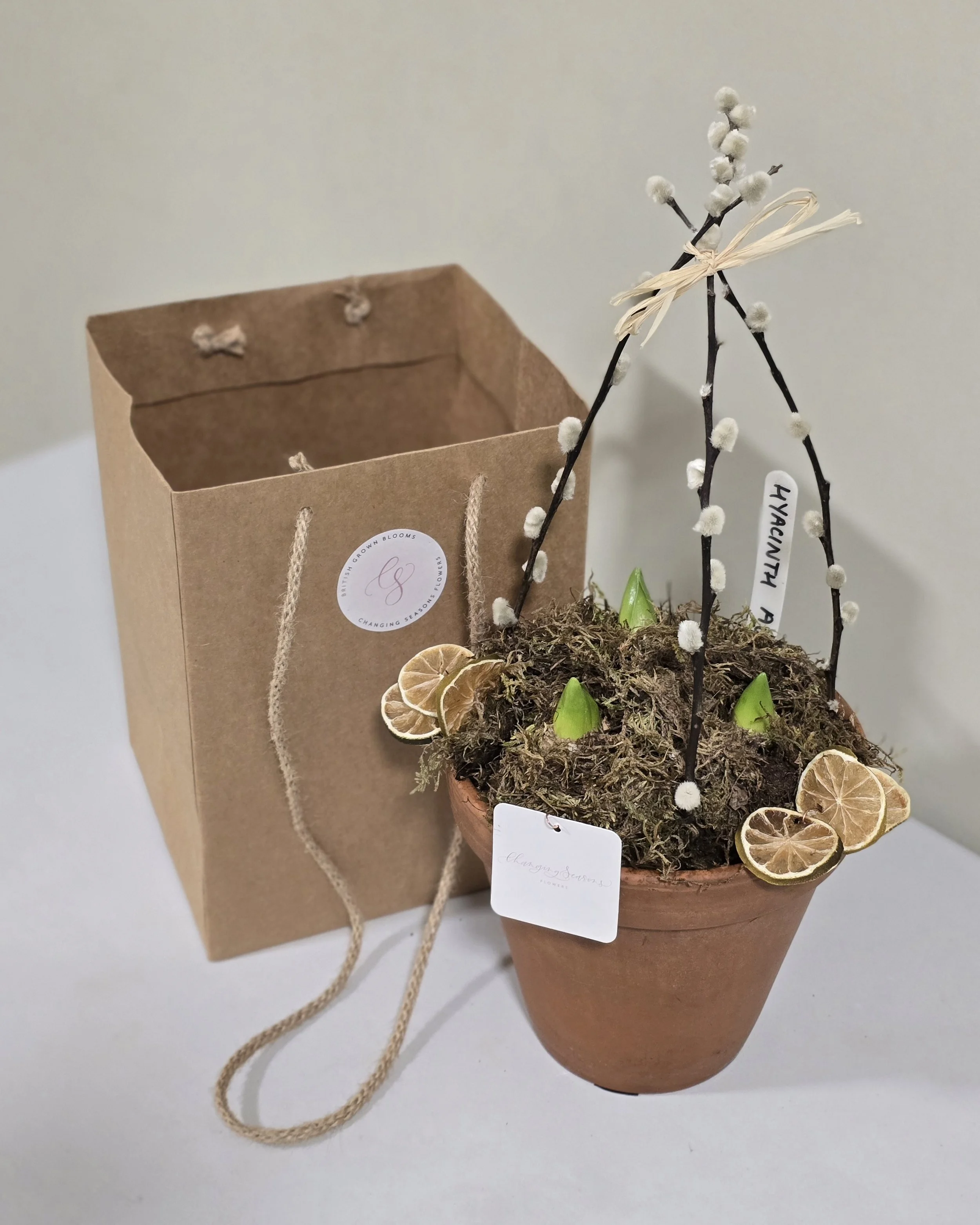 Seasonal Potted Bulbs