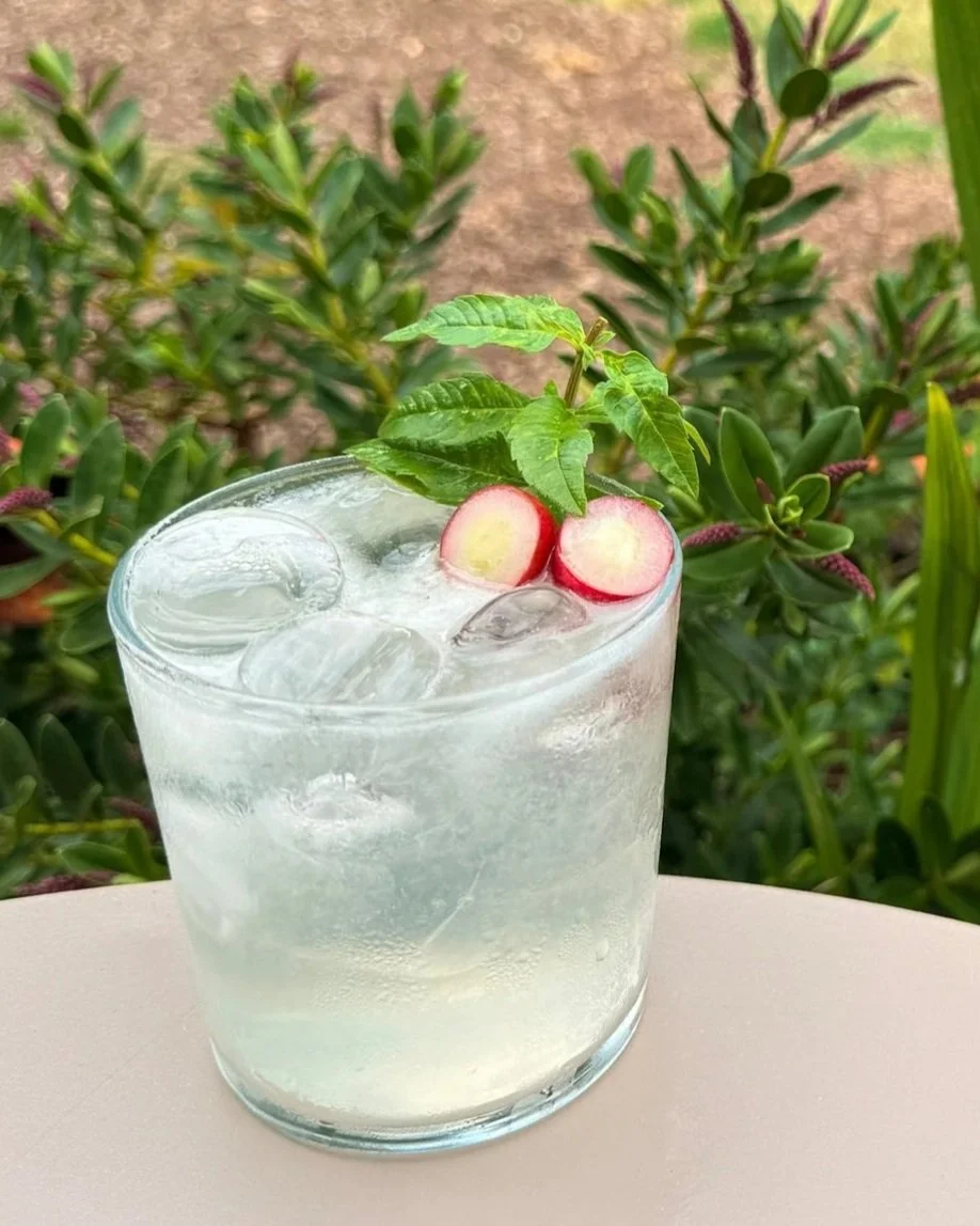A glass of clear cocktail with ice cubes, garnished with sliced radish and a sprig of fresh green herbs, placed on a light-colored surface with green plants in the background.