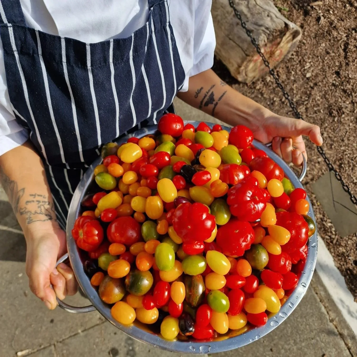 A person wearing a striped apron holding a large metal bowl filled with various colorful cherry tomatoes, with a garden environment in the background.