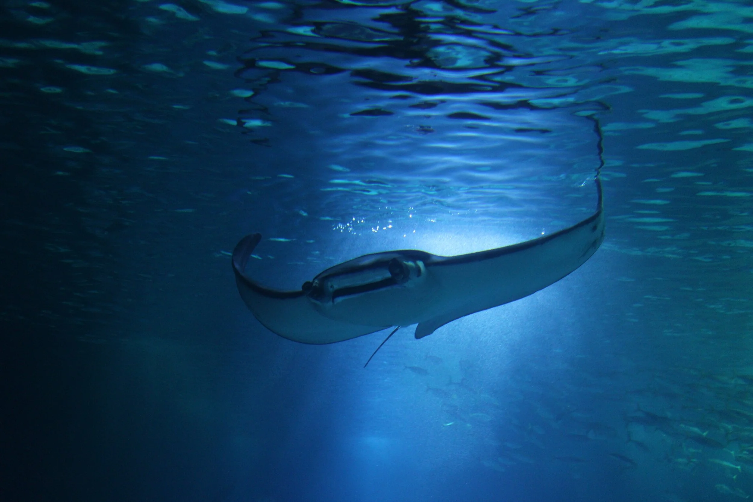 Focus on Manta Ray Tourism — Hawaii Ocean Watch