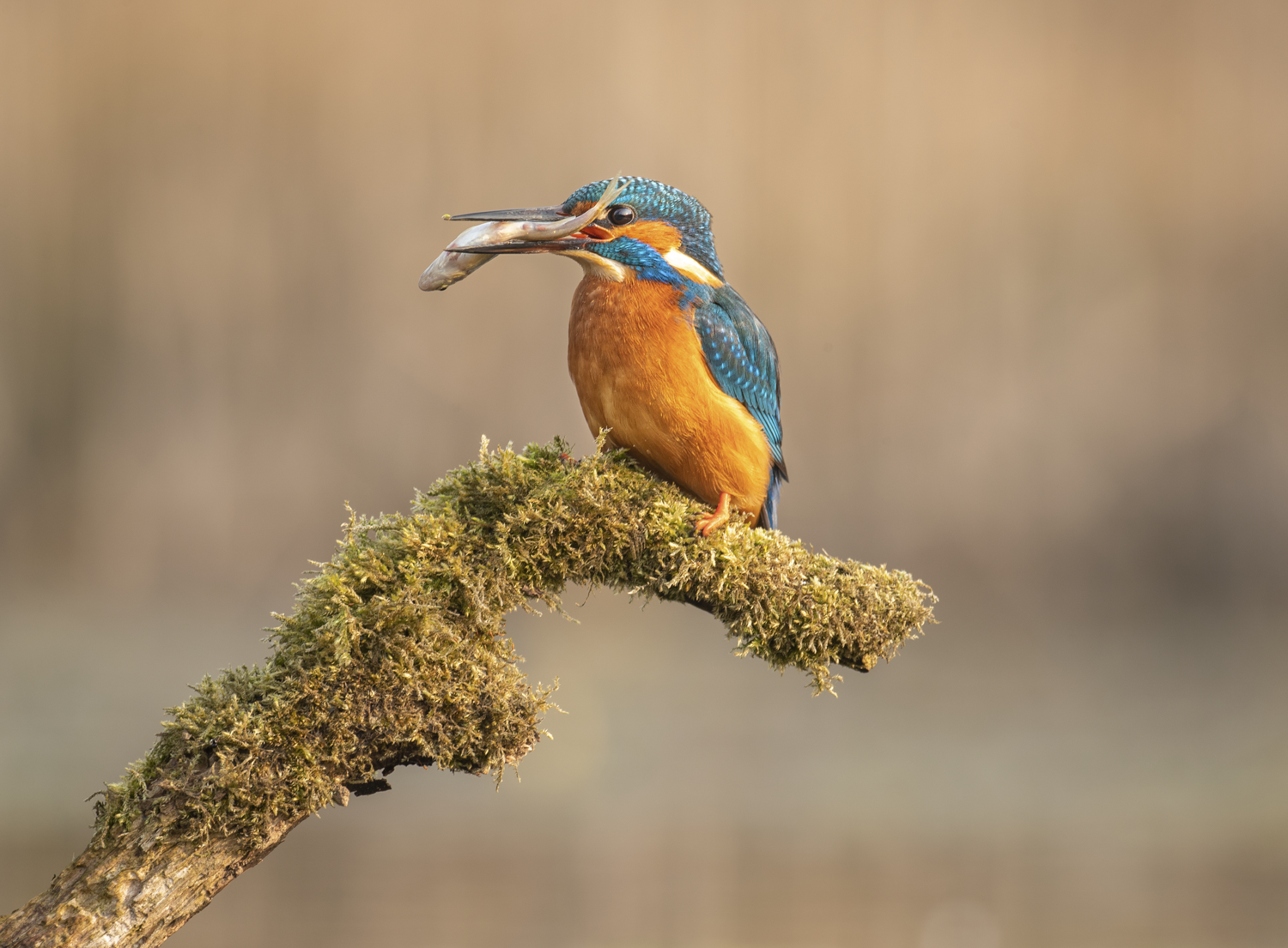 Kingfisher 003.png